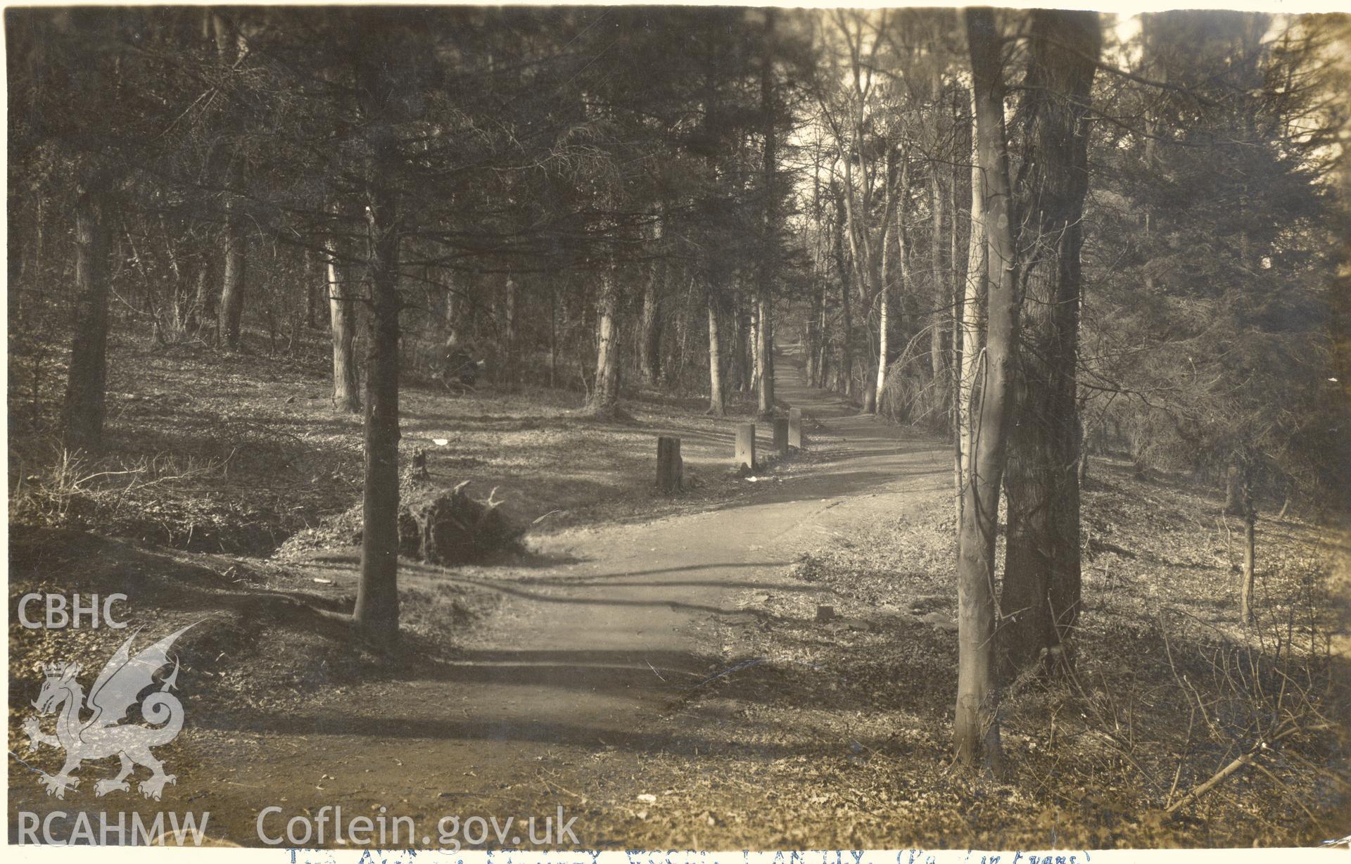 Digitised postcard image of woods, Stradey Park garden, Llanelli, Vaughan Evans. Produced by Parks and Gardens Data Services, from an original item in the Peter Davis Collection at Parks and Gardens UK. We hold only web-resolution images of this collection, suitable for viewing on screen and for research purposes only. We do not hold the original images, or publication quality scans.