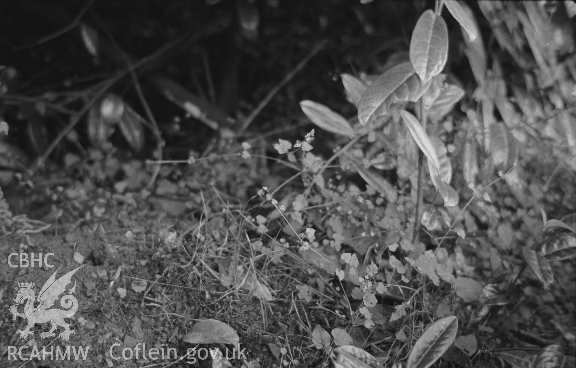 Black and White photograph showing Stellaria growing in grounds at Hengwrt.