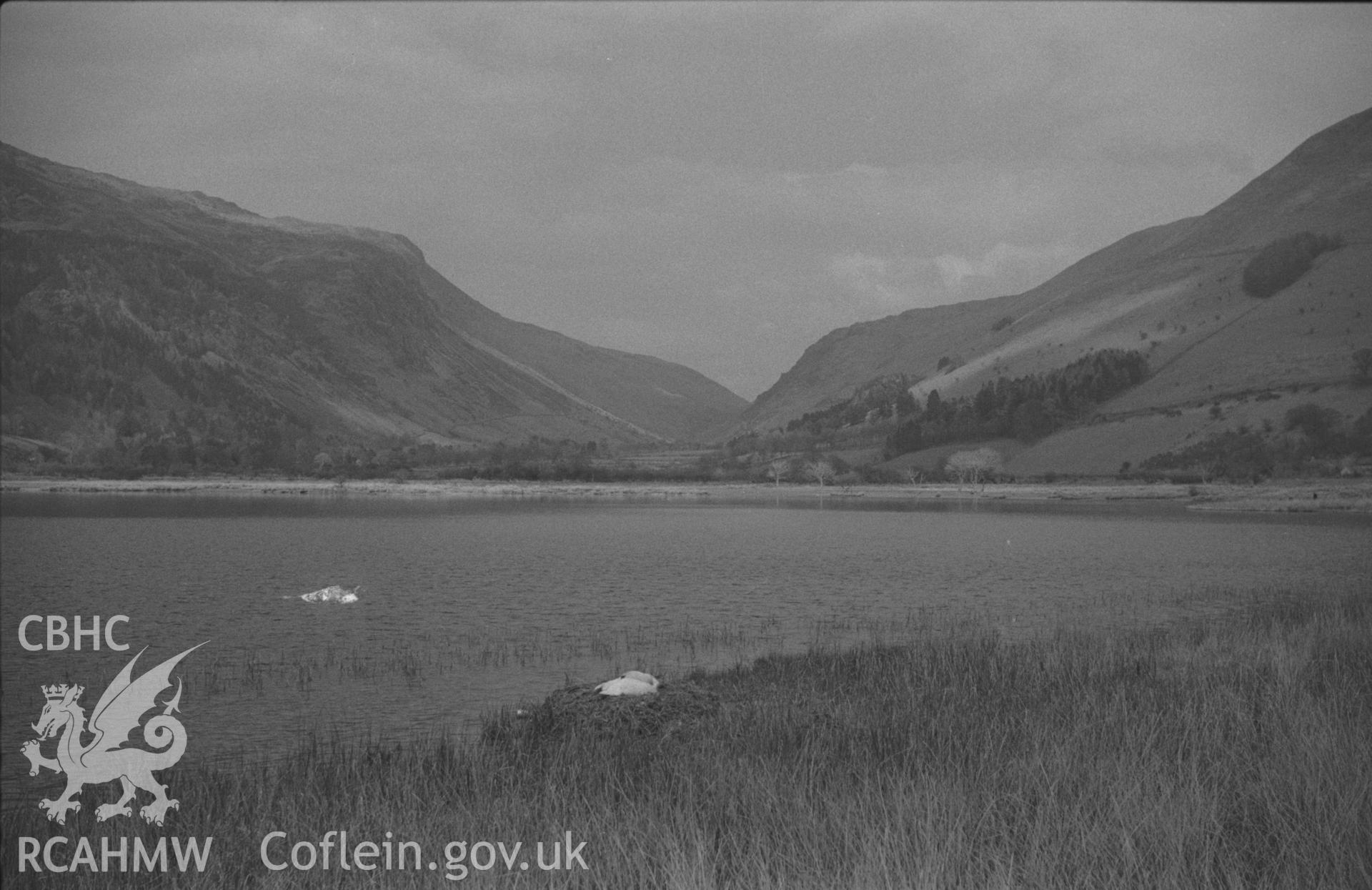 Black and White photograph showing nesting goose at Tal-y-llyn lake.