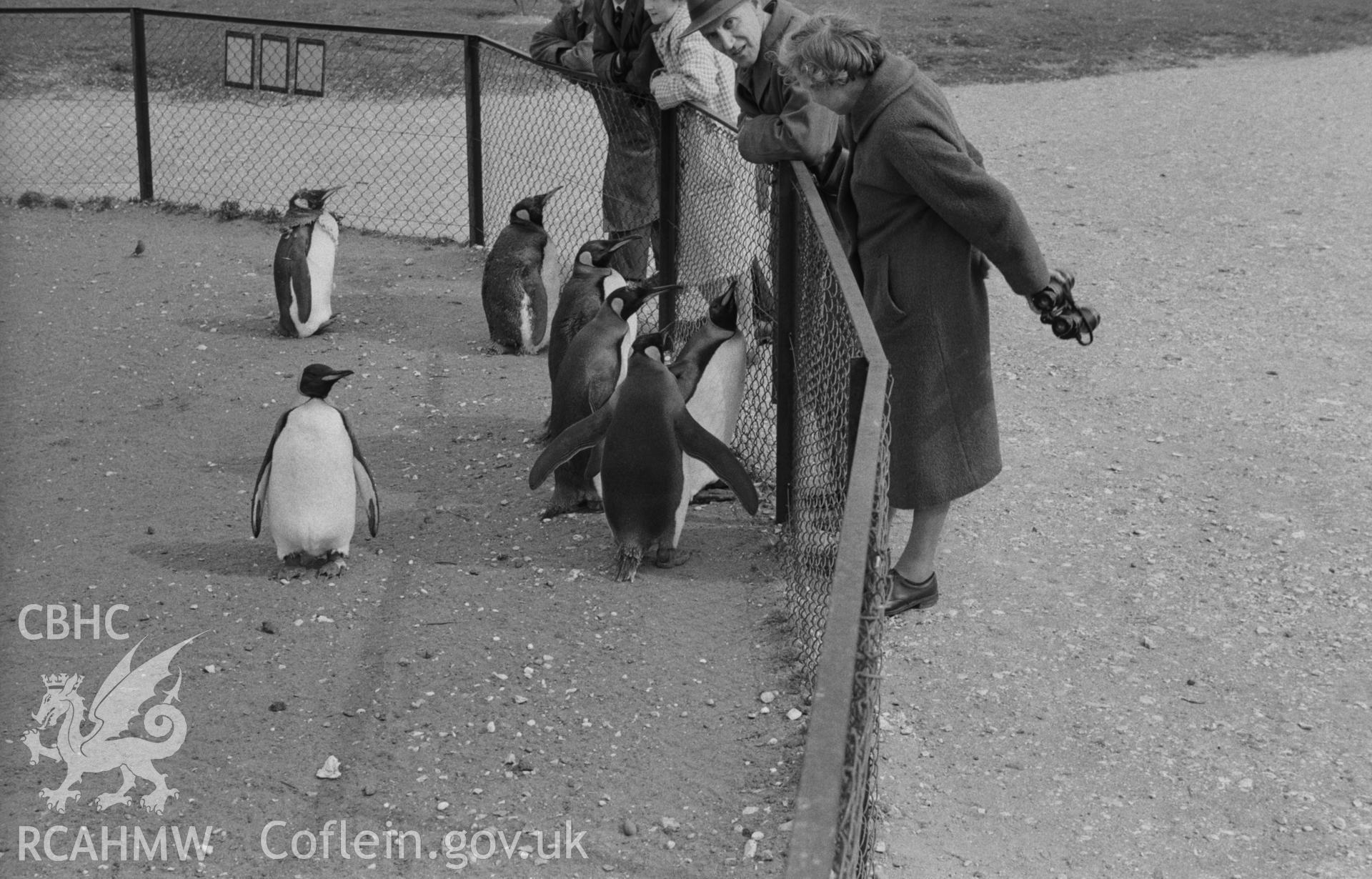 Black and White photograph showing penguins at Whipsnade zoo.