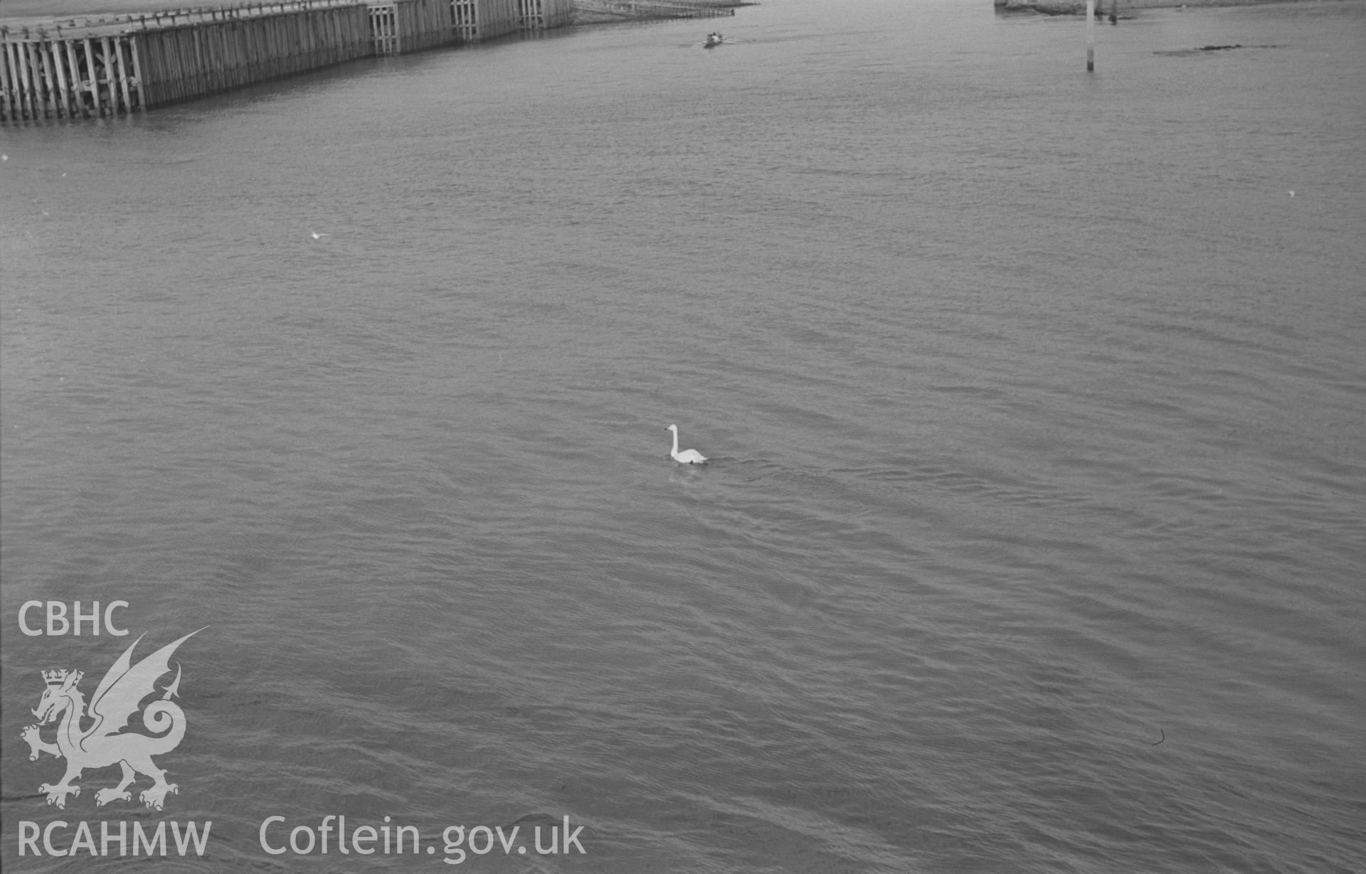 Black and White photograph showing whooper swan in Aberystwyth harbor. Photographed by Arthur Chater in February 1963, from Grid Reference c. SN 579 808.