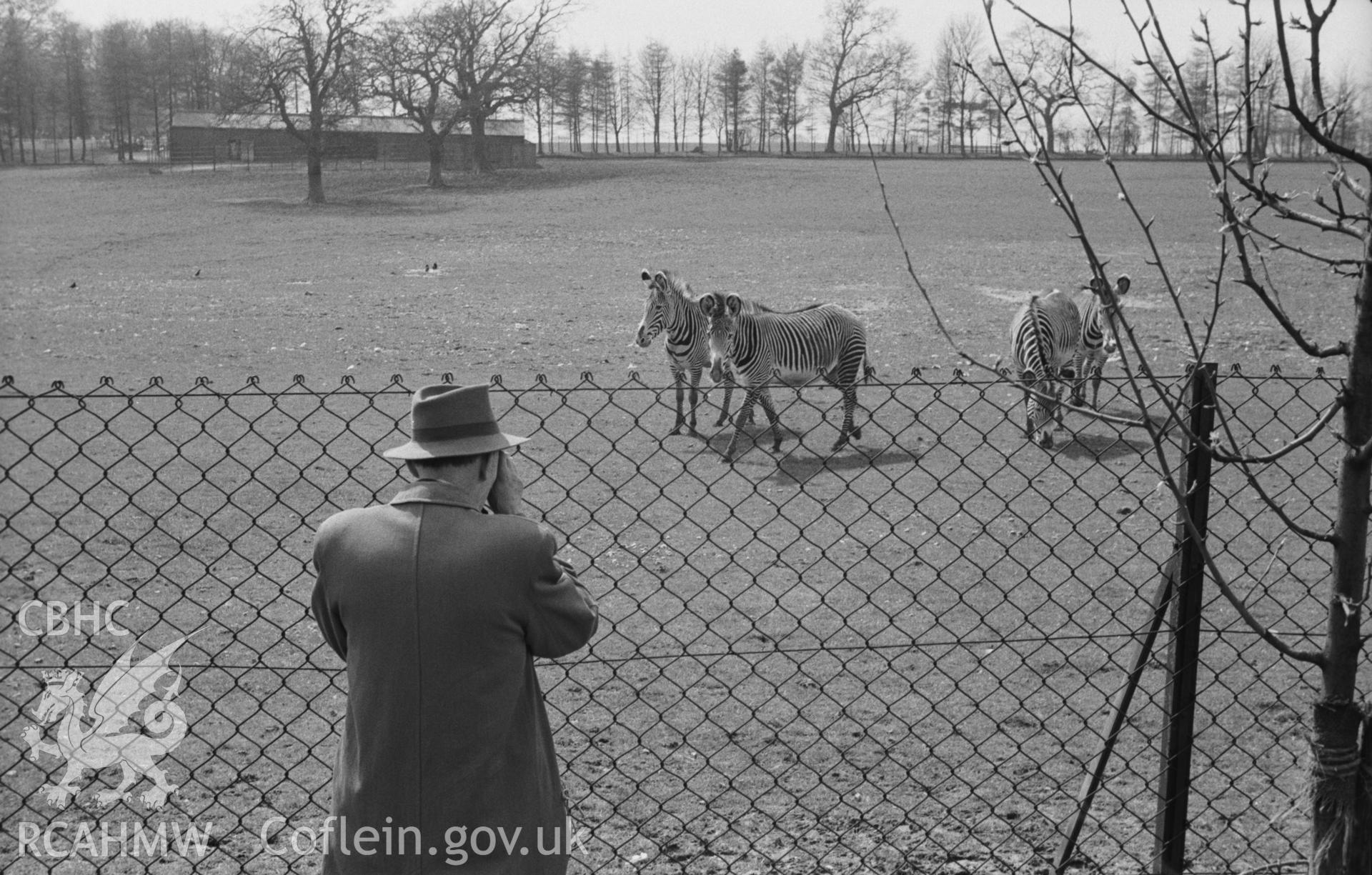 Black and White photograph showing  zebras at Whipsnade zoo.