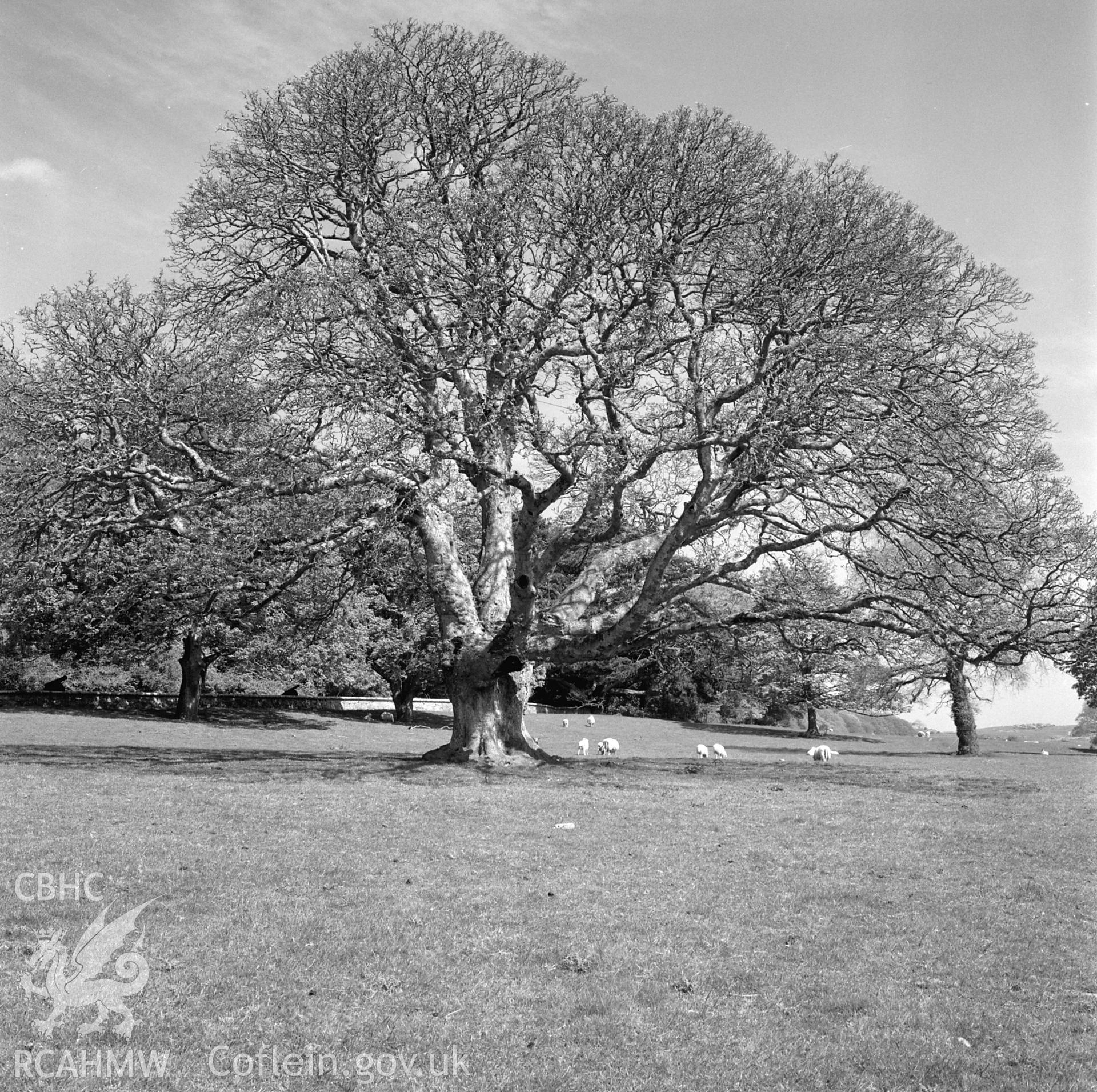 View of C18 tree