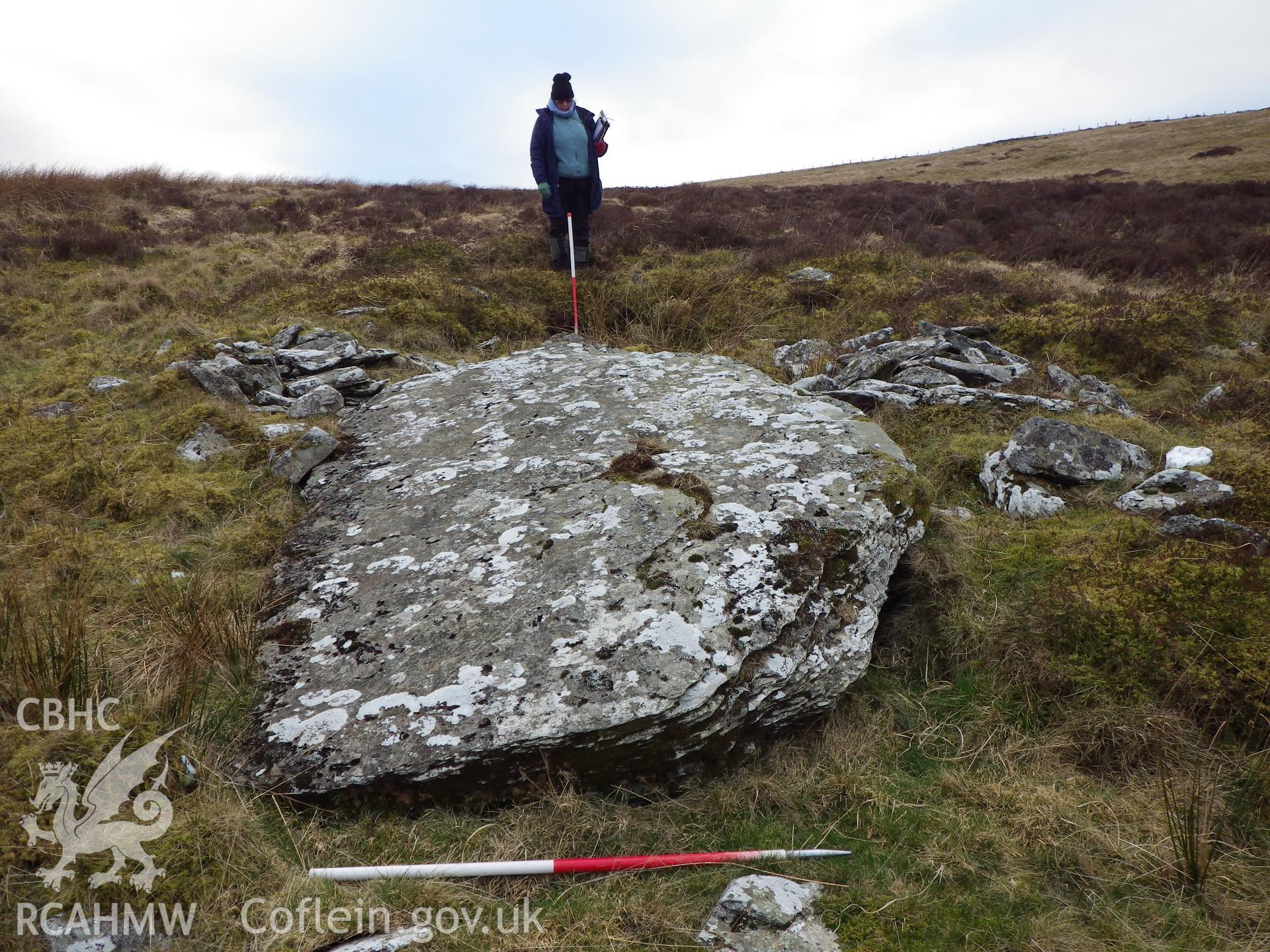 Cerrig Clochesti, looking south, the upright ranging rod is in the cist, with the large displaced capstone in front.