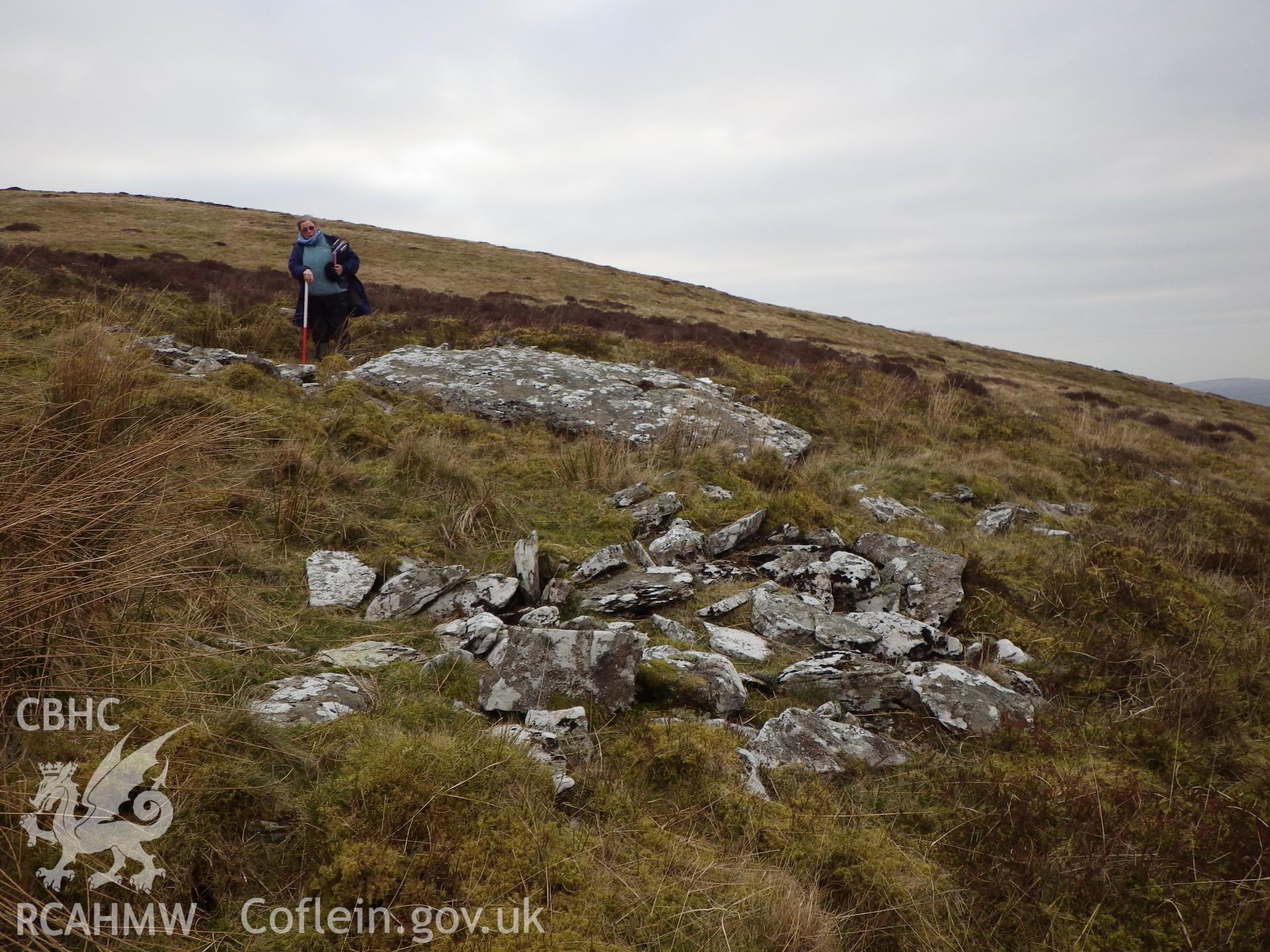Cerrig Clochesti, looking west, the cist where the person is standing, with the large capstone in the centre of the photo.