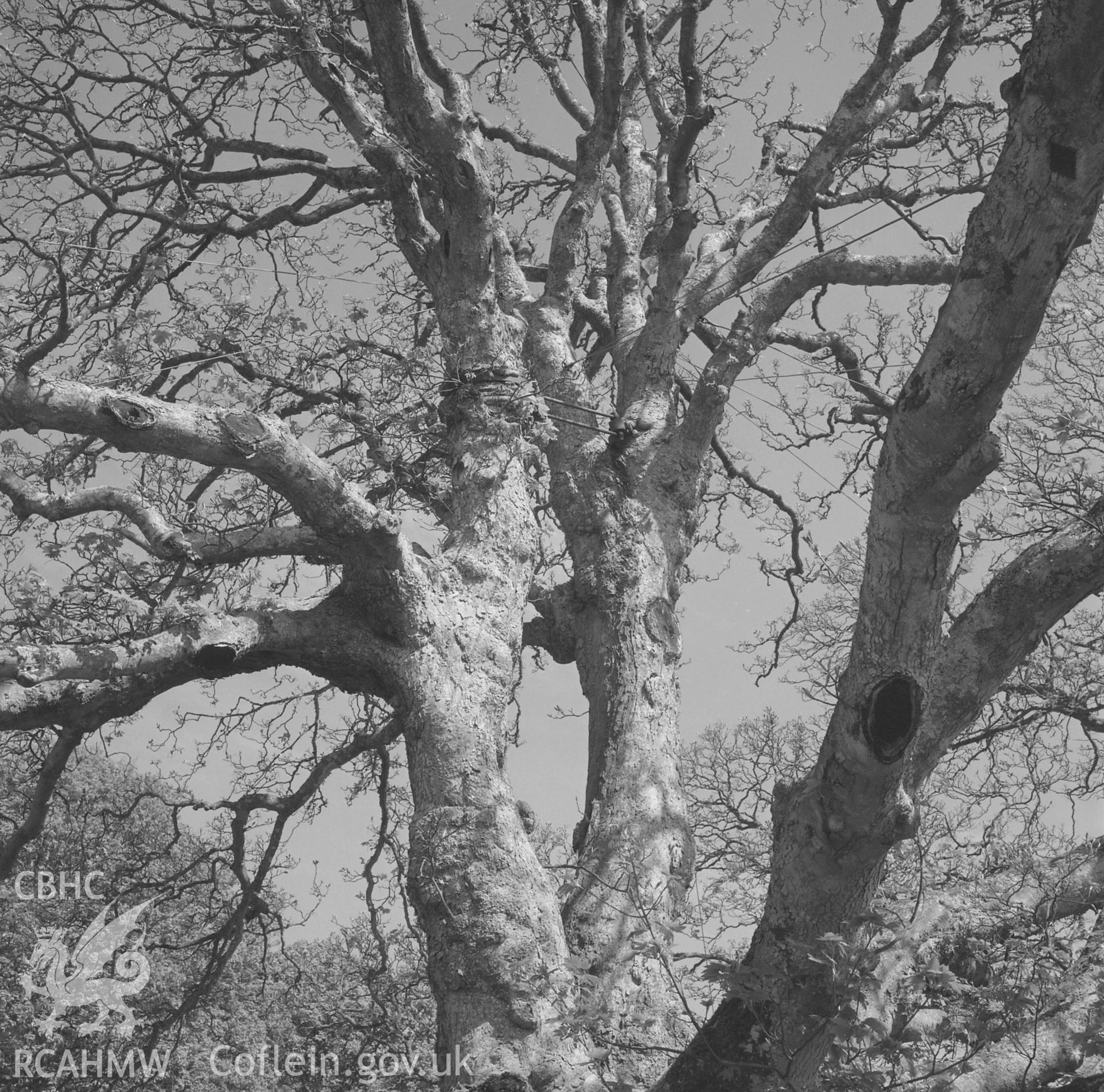 View of C18 tree