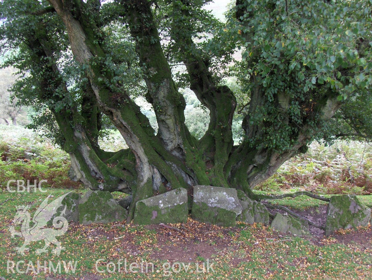 Digital colour photograph of Blaen Nant Mair banked enclosure taken on 31/08/2007 by N.A.R. Vaughan during the Black Mountain Central South Upland Survey undertaken by Archaeophysica.