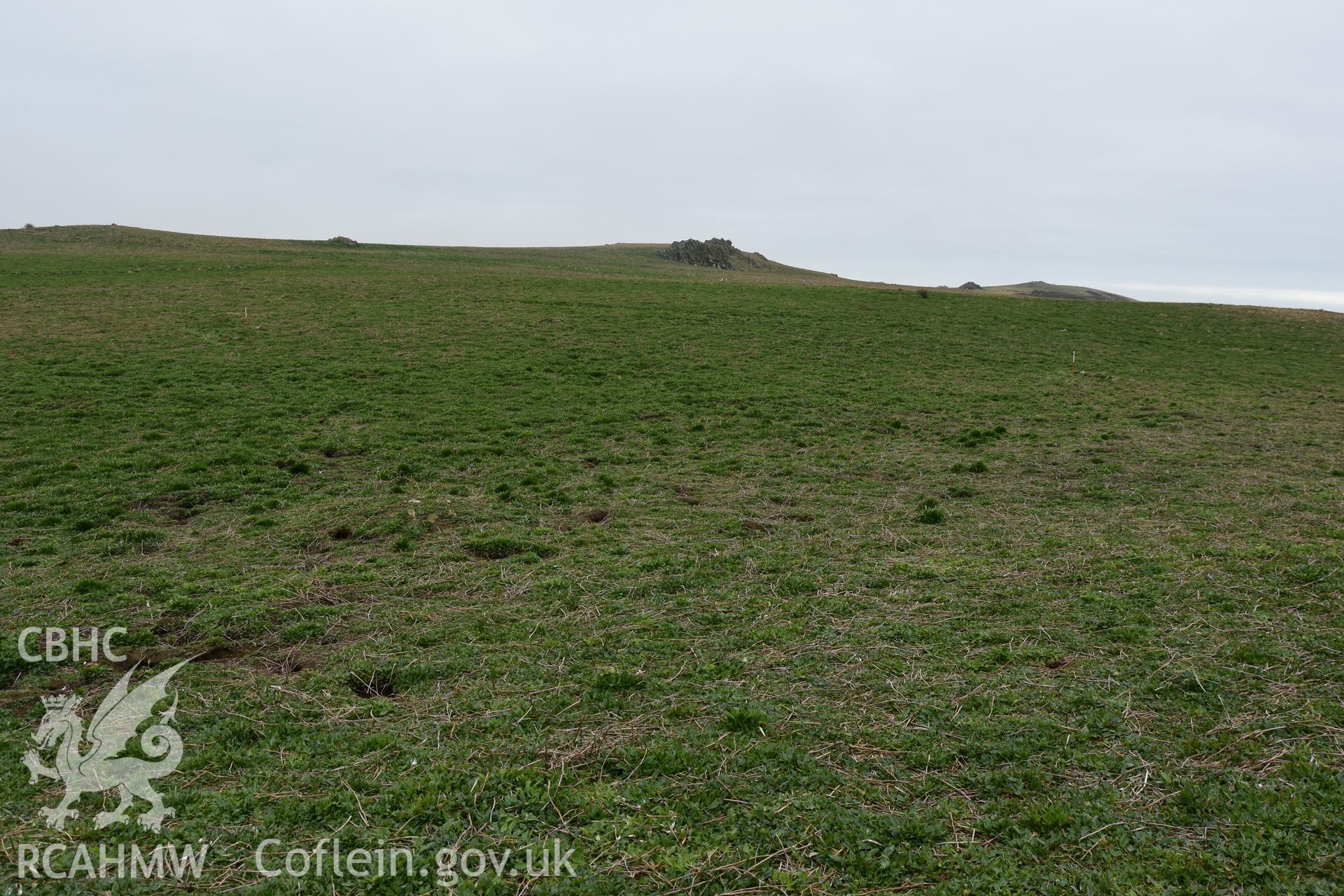 Skomer Island cairn group 1. Field survey 19 April 2018. General view of cairn cemetery and northern outcrop with low vegetation, with ranging rods marking cairns B and C