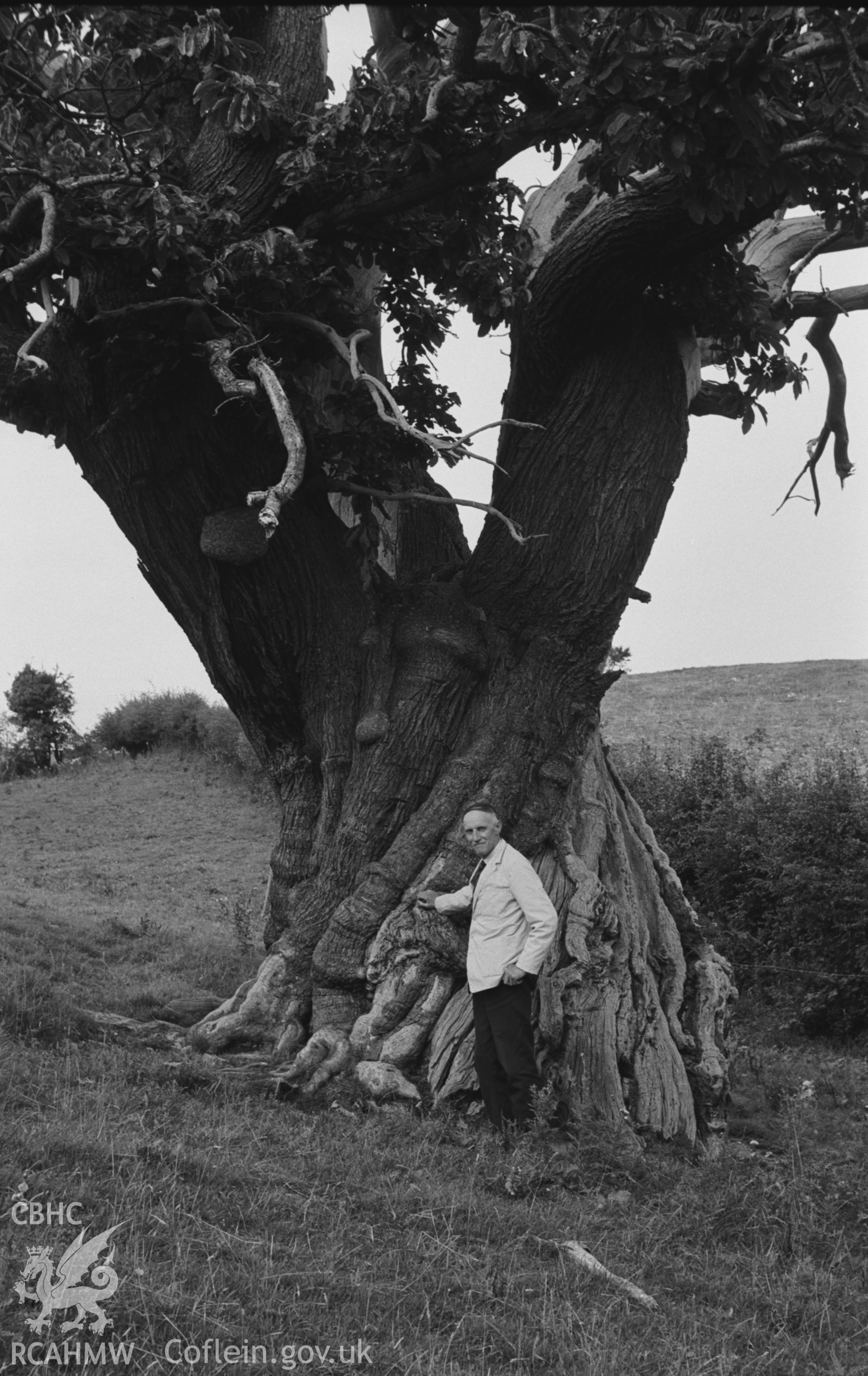 Digital copy of a black and white negative showing man next to sweet chestnut tree in field above the road, 200m west of Dol-gwibedyn, Llanafan. The trunk measured 26ft in circumference 5ft above ground. Photographed by Arthur O. Chater in August 1967. (Looking north north east from Grid Reference SN 681 716).