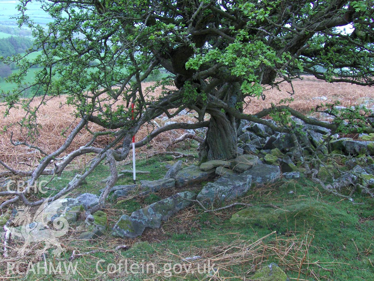 view of the structure beneath the tree