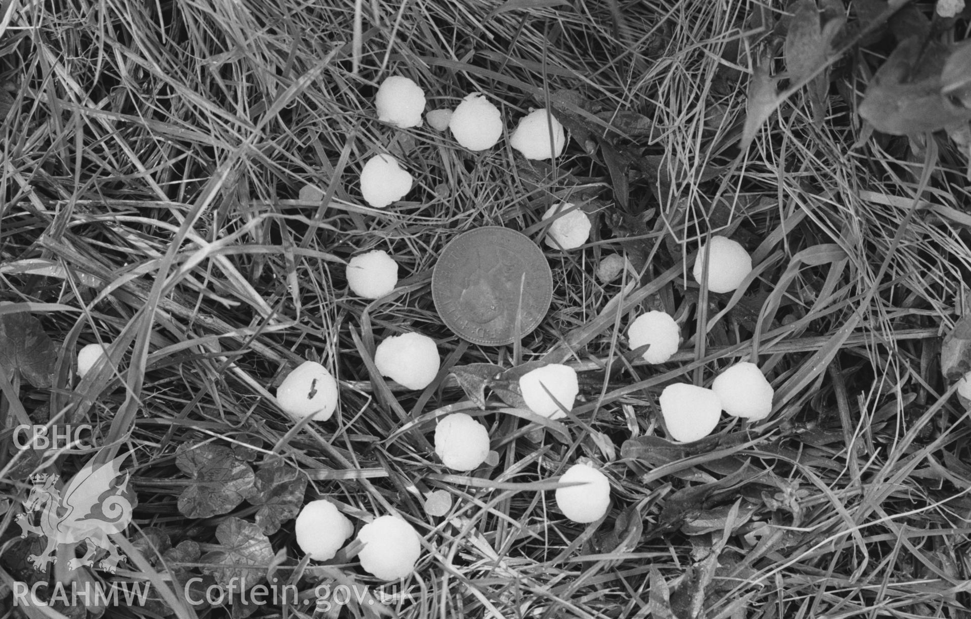 Digital copy of a black and white negative showing large hailstones (with old penny for scale) that fell at c.4:30 pm on the grass by Llanychaiarn bridge. Photographed by Arthur O. Chater on 3rd April 1968 at Grid Reference SN 589 788.