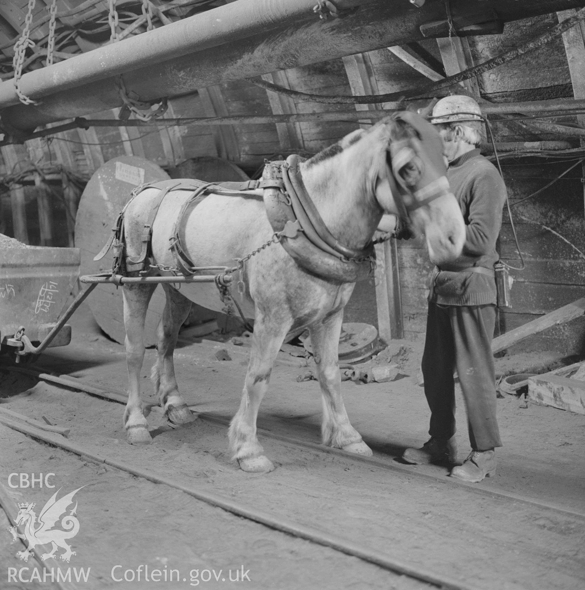 Digital copy of an acetate negative showing collier and pit pony at Tower Colliery, from the John Cornwell Collection.