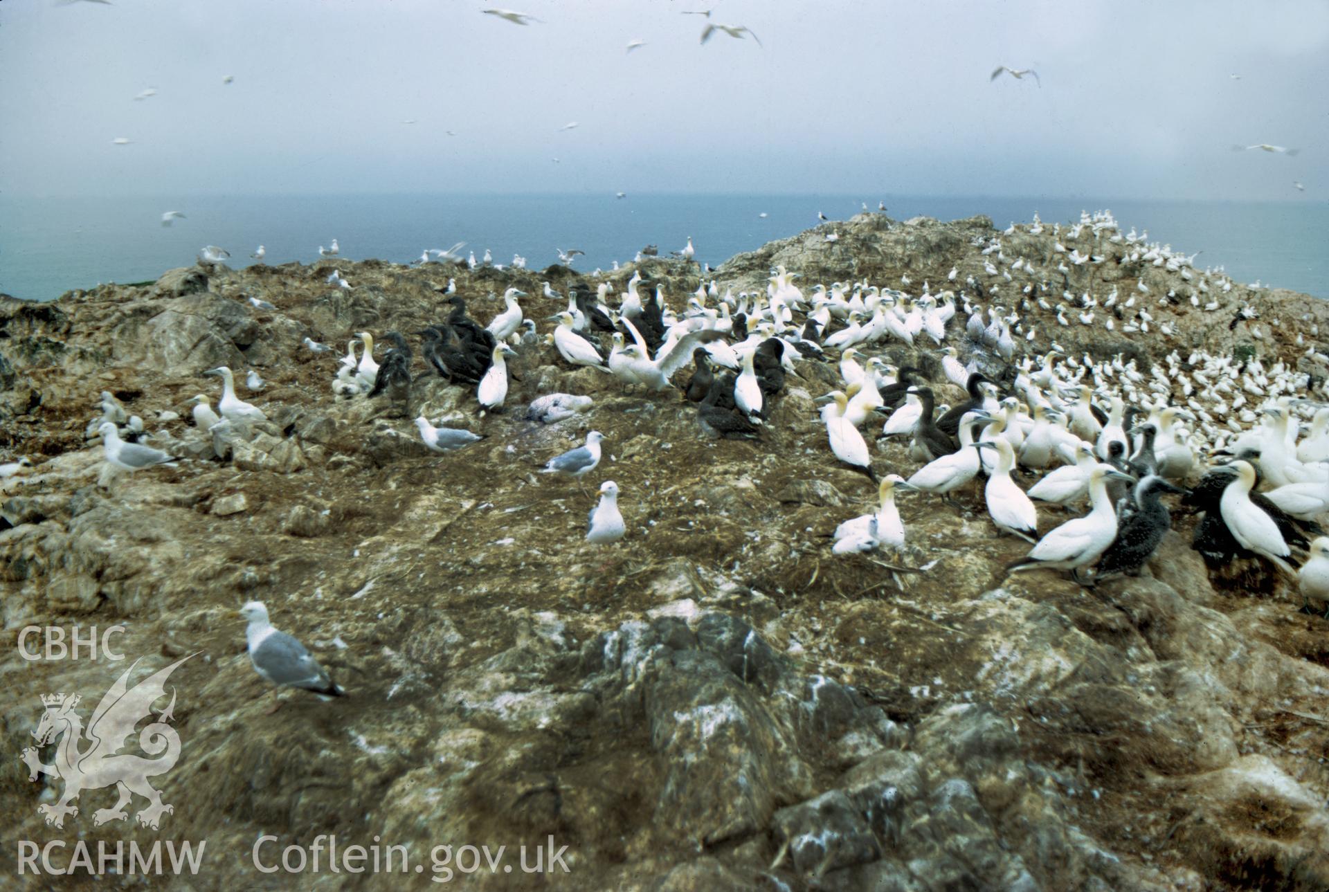Digital copy of a colour slide showing gannets on Grassholm Island, taken by Douglas Hague, August 1972.
