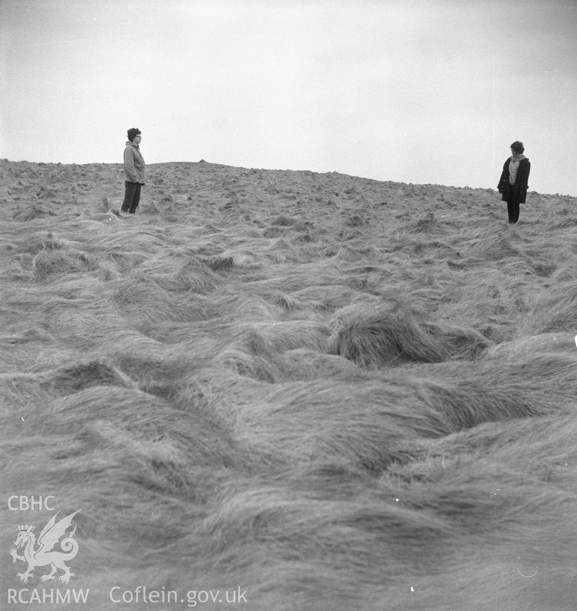 Digital copy of an acetate negative showing "Marloes, Gateholm Island", 15th April 1957.