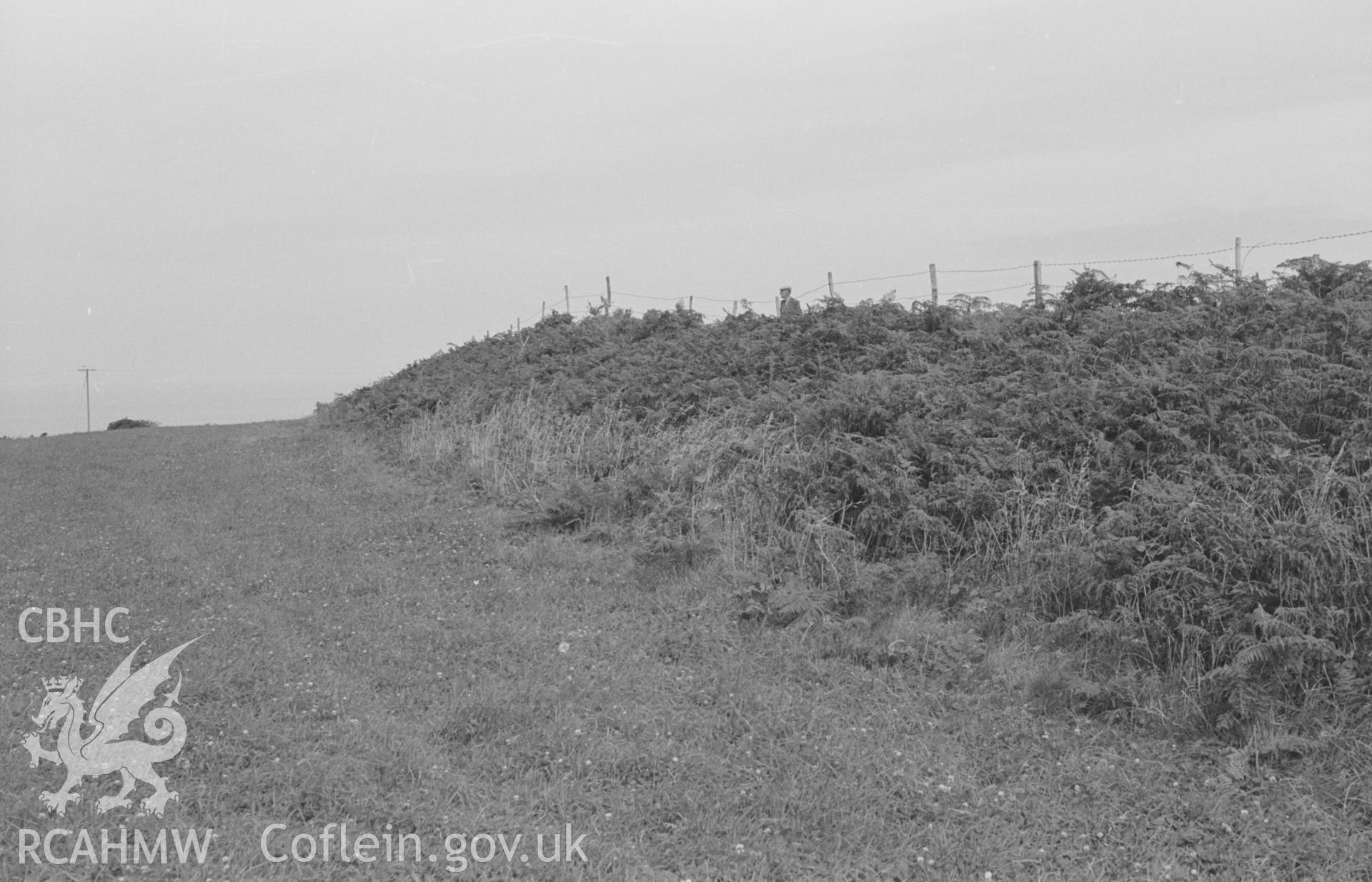 Digital copy of a black and white negative showing outer rampart on the west side of Castell Nadolig hillfort, Cardigan. Photographed in August 1963 by Arthur O. Chater from Grid Reference SN 2974 5034, looking north.