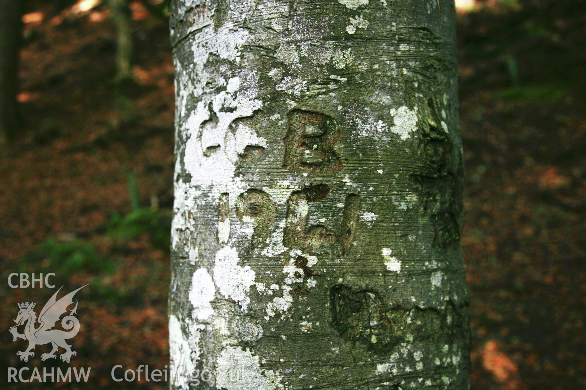 Investigator?s photographic survey of Henllan Falls carved tree graffiti.
