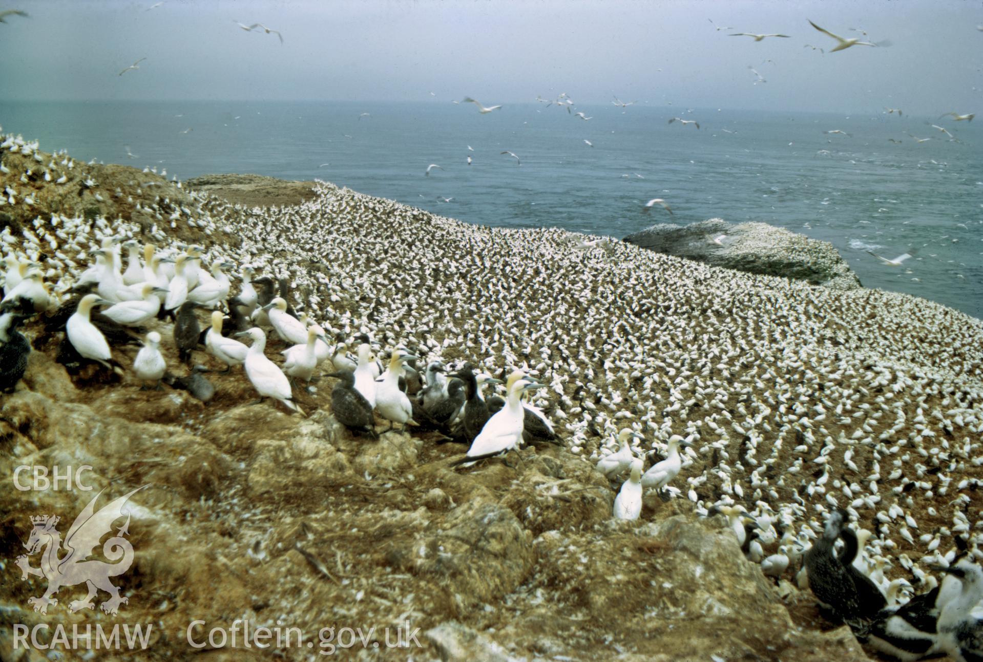 Digital copy of a colour slide showing gannets on Grassholm Island, taken by Douglas Hague,  August 1972.