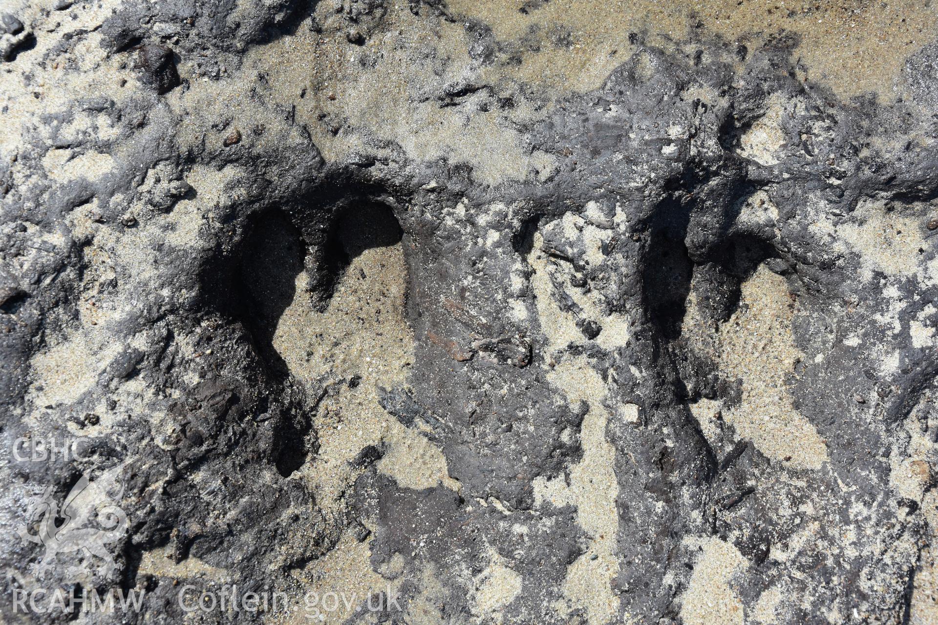 The Warren peat exposures. Photography of prehistoric animal footprints including deer and aurochs clearly marked in the peat surface. Recorded with GNSS and photogrammetry for the CHERISH Project. ? Crown: CHERISH PROJECT 2017. Produced with EU funds through the Ireland Wales Co-operation Programme 2014-2020. All material made freely available through the Open Government Licence.