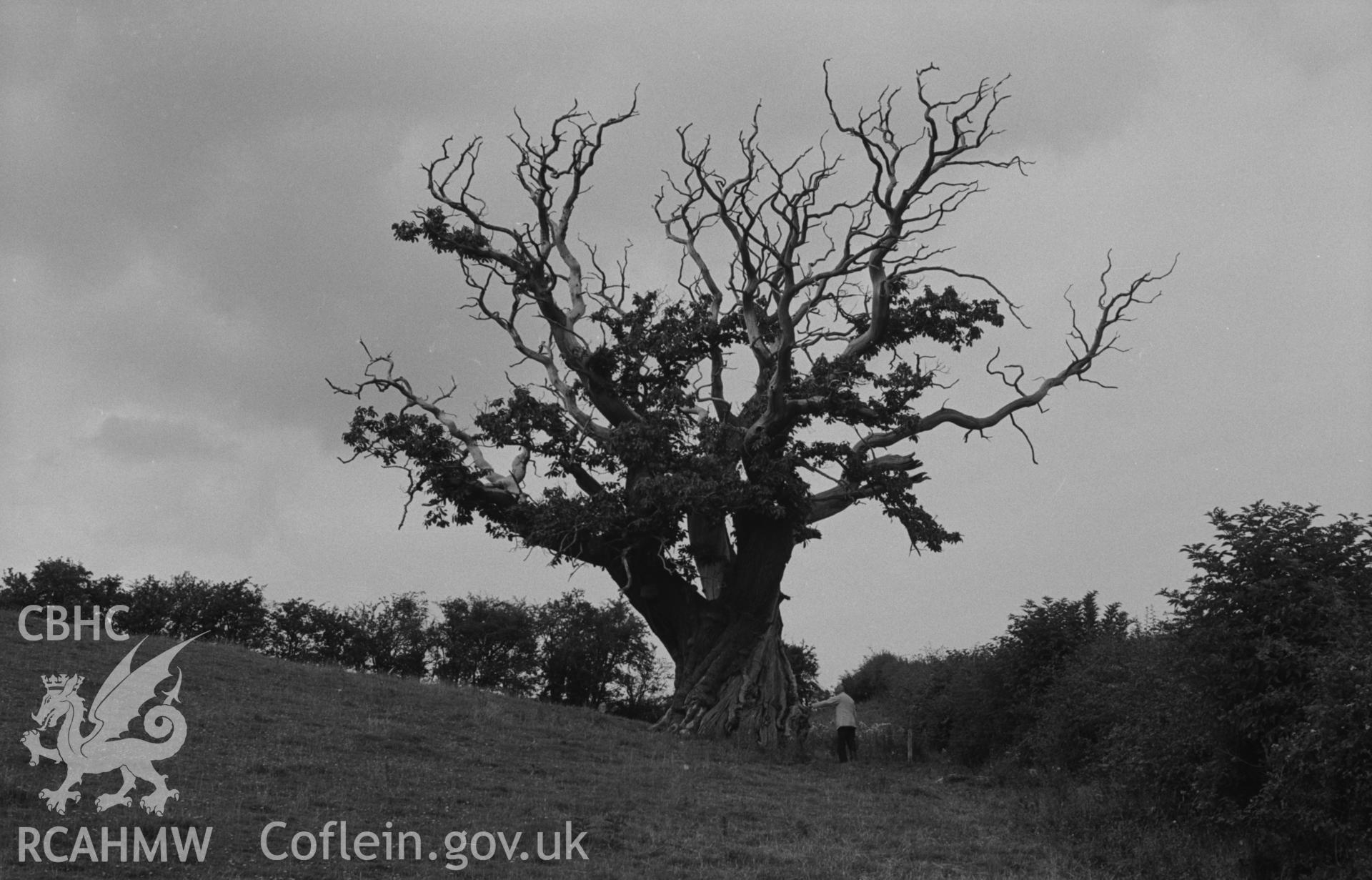 Digital copy of a black and white negative showing sweet chestnut tree in field above the road, 200m west of Dol-gwibedyn, Llanafan. The trunk measured 26ft in circumference. Photographed by Arthur O. Chater in August 1967. (Looking north from Grid Reference SN 681 716).