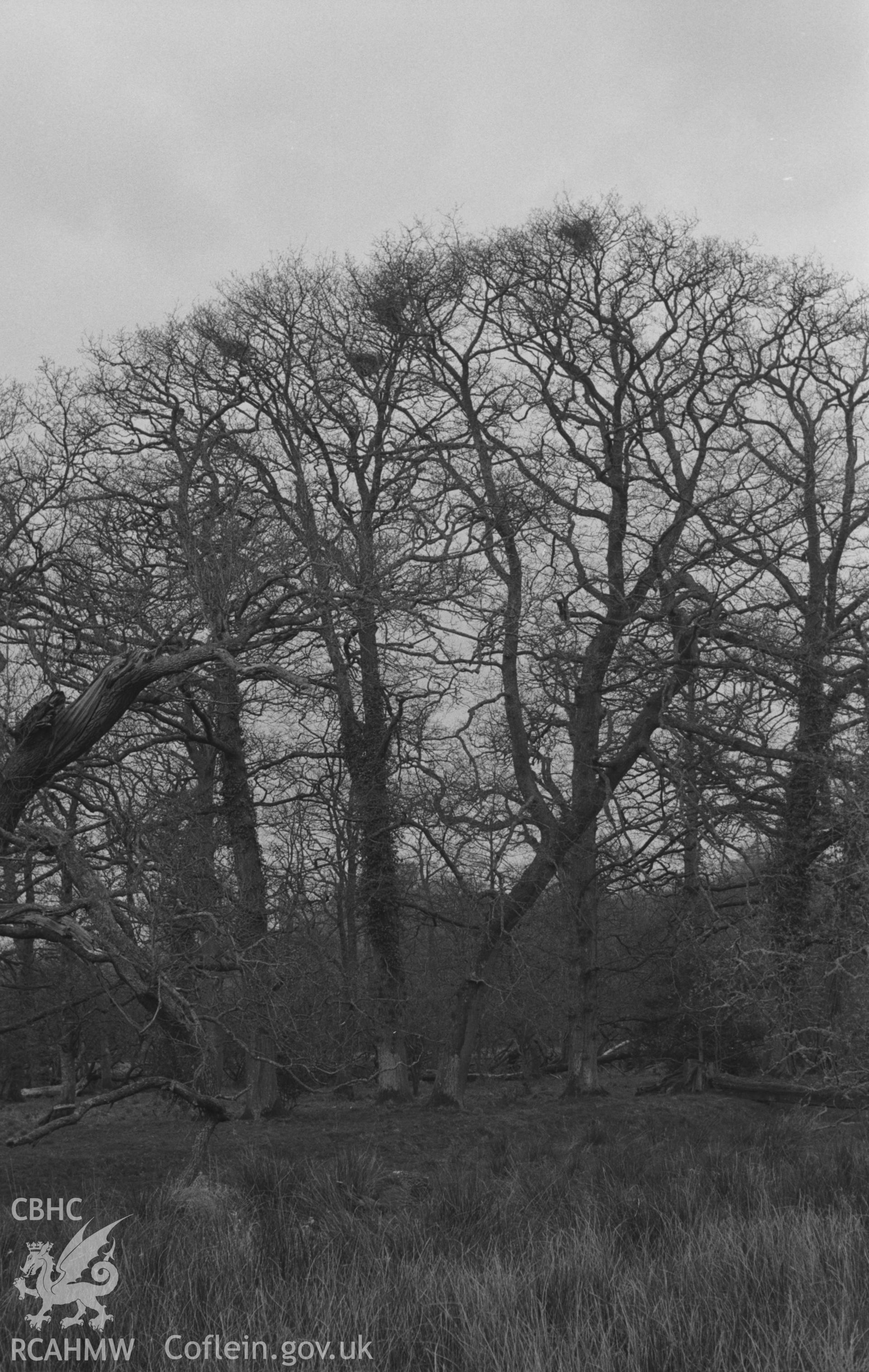 Digital copy of a black and white negative showing heronry at the south end of Manor Wood on the north side of the Teifi near Highmead. Photographed by Arthur O. Chater on 11th April 1967, from Grid Reference SN 507 430.
