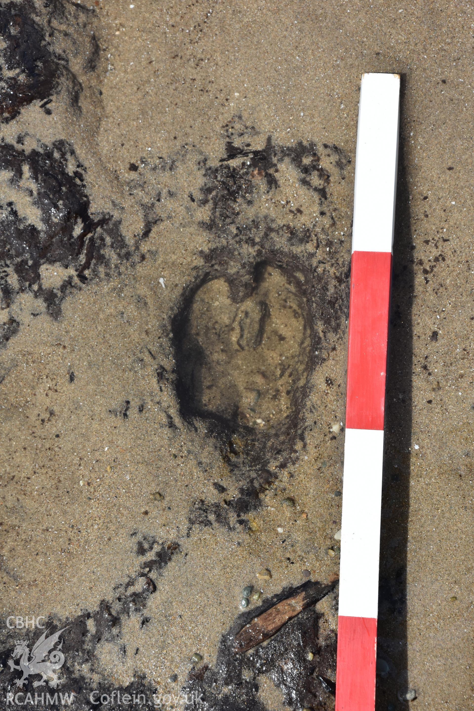 The Warren peat exposures. Photography of prehistoric animal footprints including deer and aurochs clearly marked in the peat surface. Recorded with GNSS and photogrammetry for the CHERISH Project. ? Crown: CHERISH PROJECT 2017. Produced with EU funds through the Ireland Wales Co-operation Programme 2014-2020. All material made freely available through the Open Government Licence.