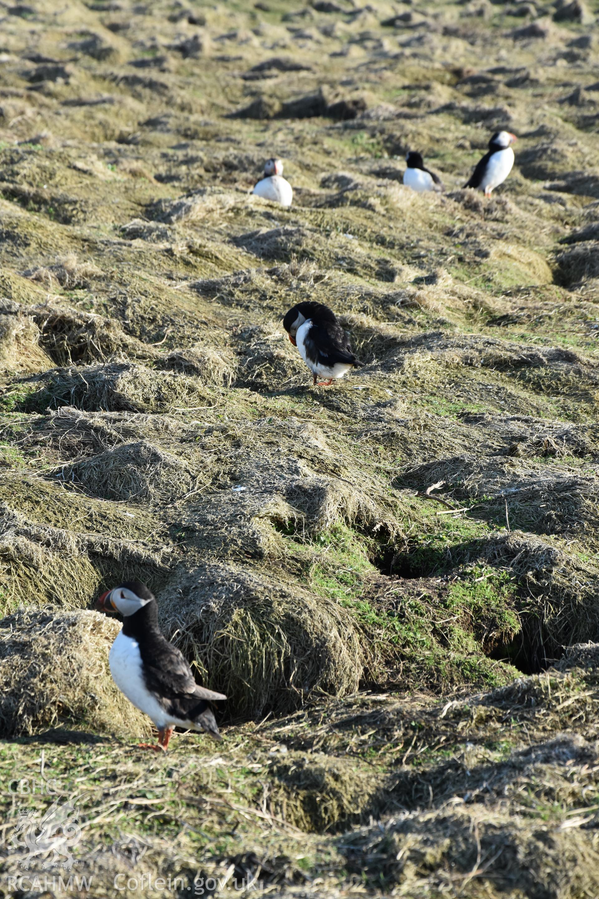 Investigator's photography of nesting Puffins at The Wick, Skomer Island, taken in April 2018.