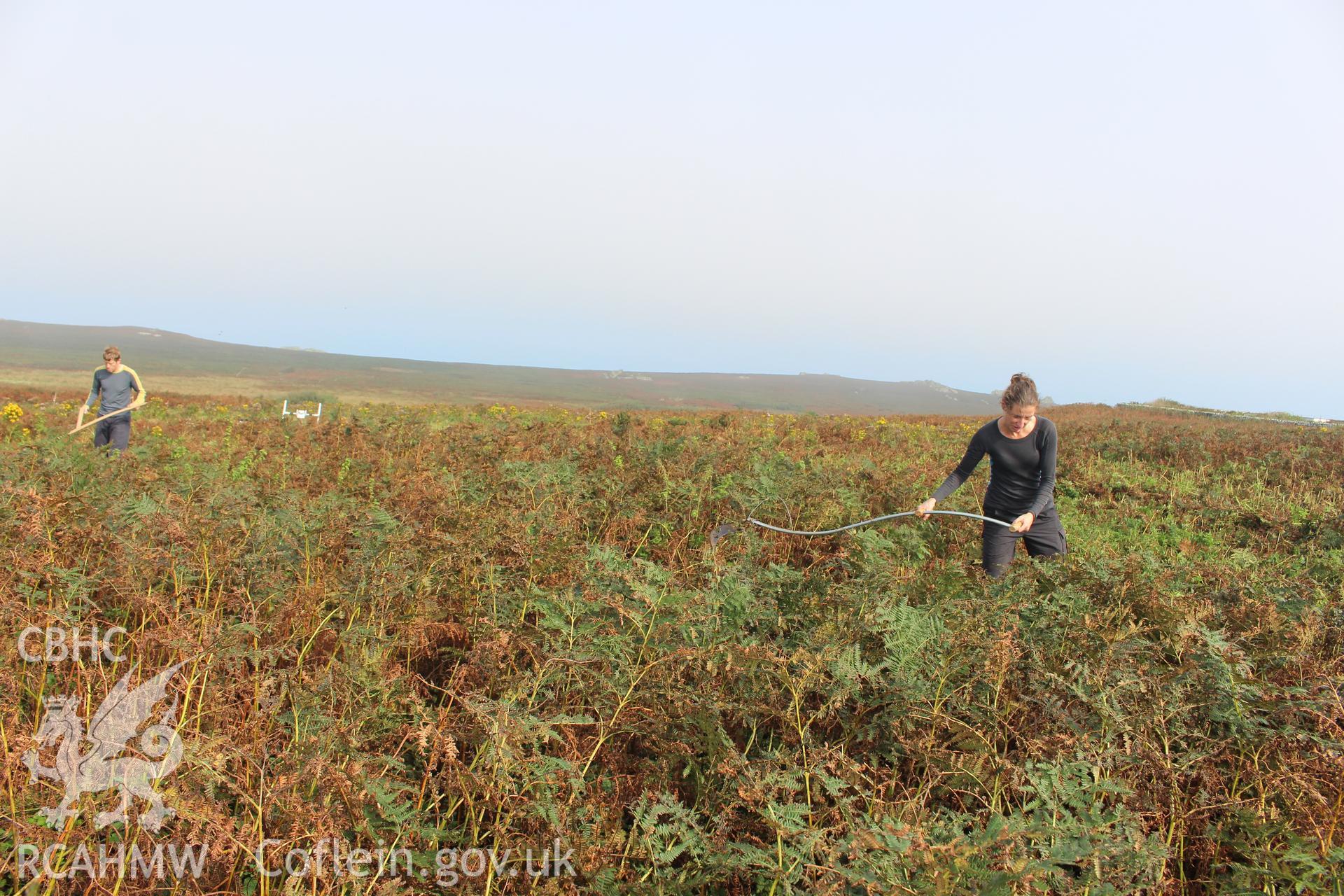 Investigator's photography of bracken clearance and geophysical (magnetometry) survey in progress in Well Meadow, west of the Old Farm on Skomer Island, September 2016.