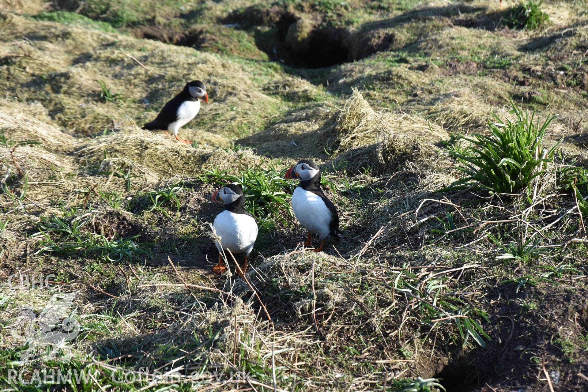 Investigator's photography of nesting Puffins at The Wick, Skomer Island, taken in April 2018.