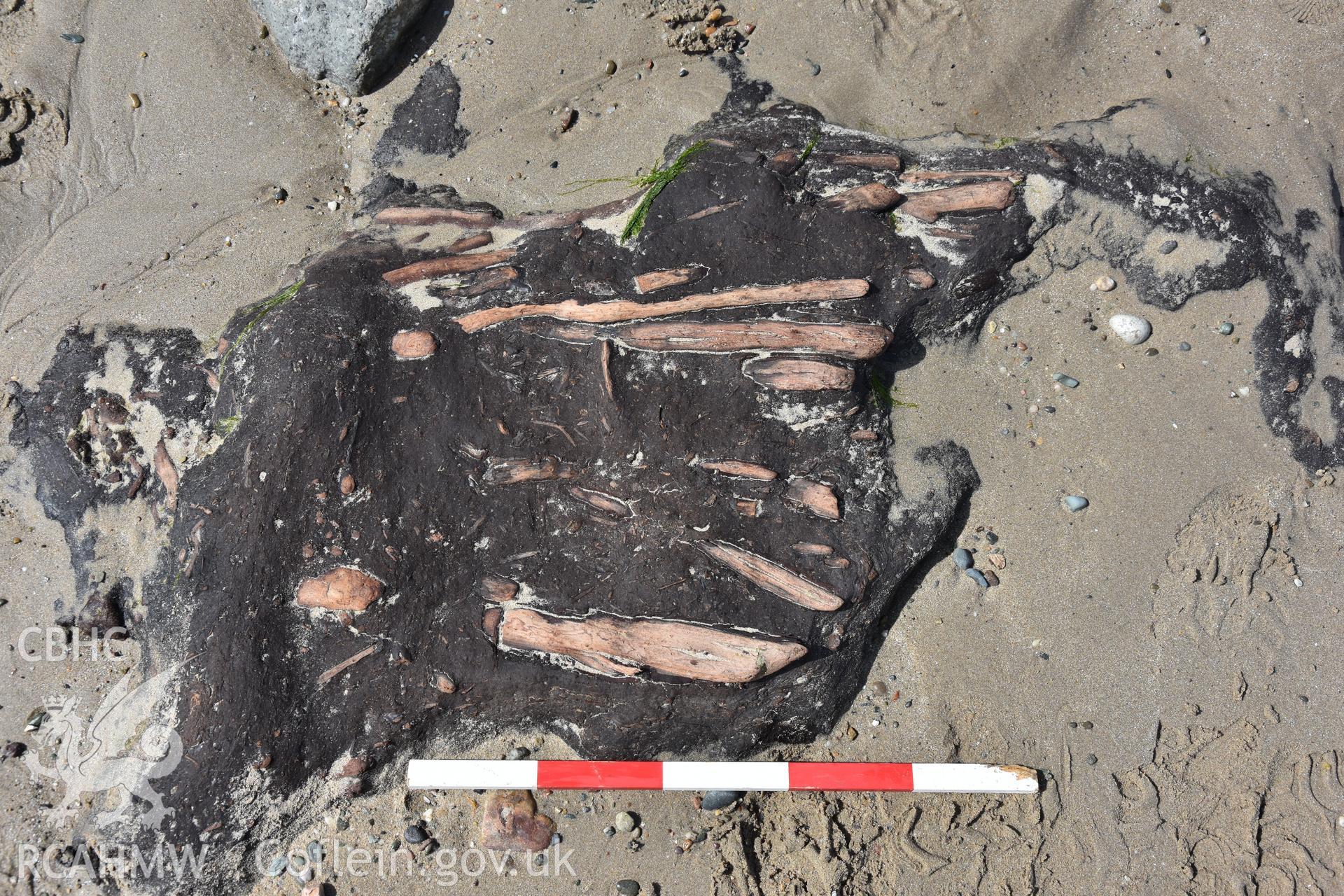 Fragment of probable prehistoric brushwood trackway, at SH 3205 2960, preserved among later peat cuttings on The Warren beach, Abersoch. Recorded with GNSS and photogrammetry for the CHERISH Project. ? Crown: CHERISH PROJECT 2018. Produced with EU funds through the Ireland Wales Co-operation Programme 2014-2020. All material made freely available through the Open Government Licence.