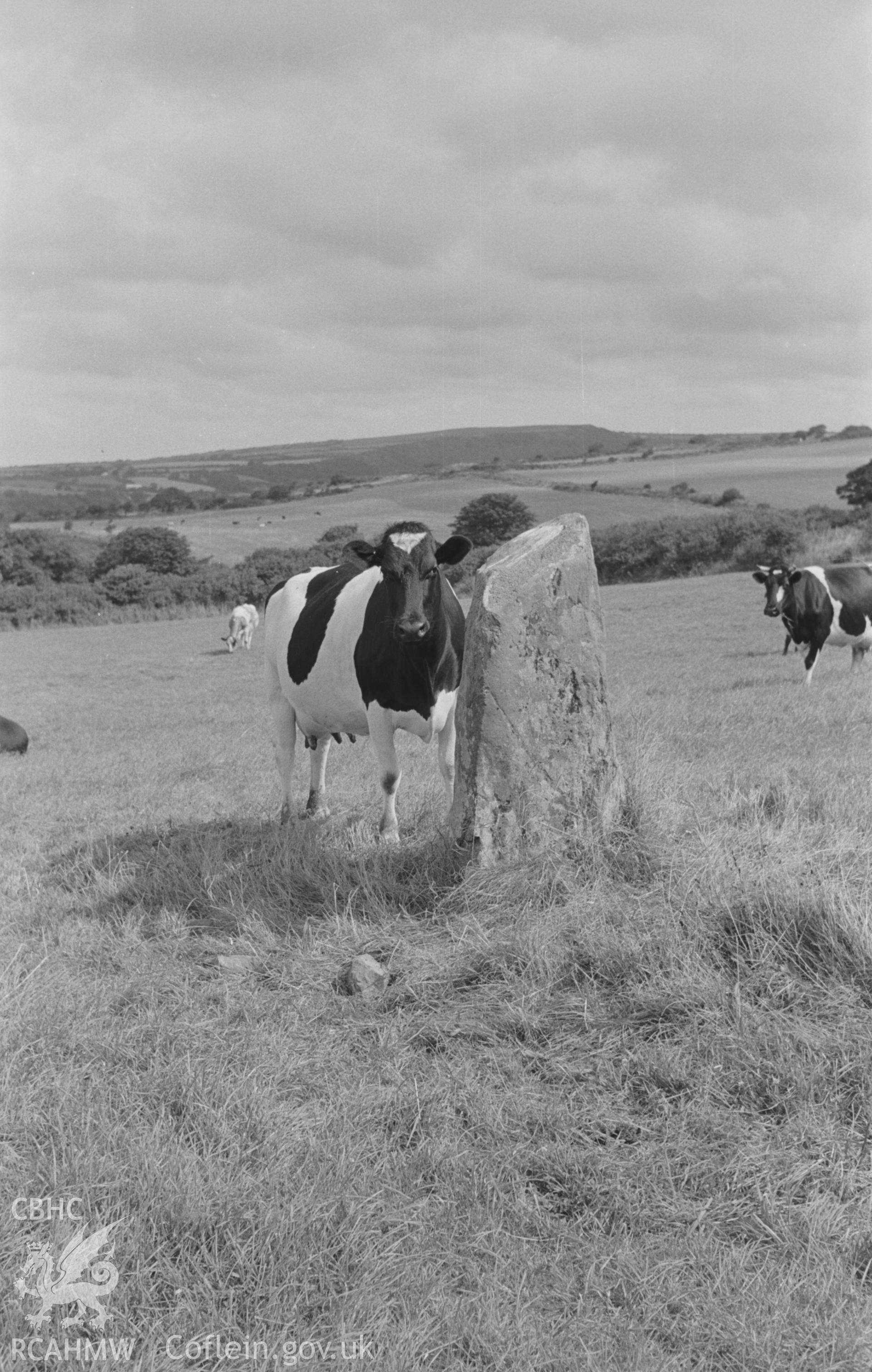 Digital copy of a black and white negative showing the Corbalengi stone with cows. Photographed in August 1963 by Arthur O. Chater from Grid Reference SN 2890 5135, looking east north east.