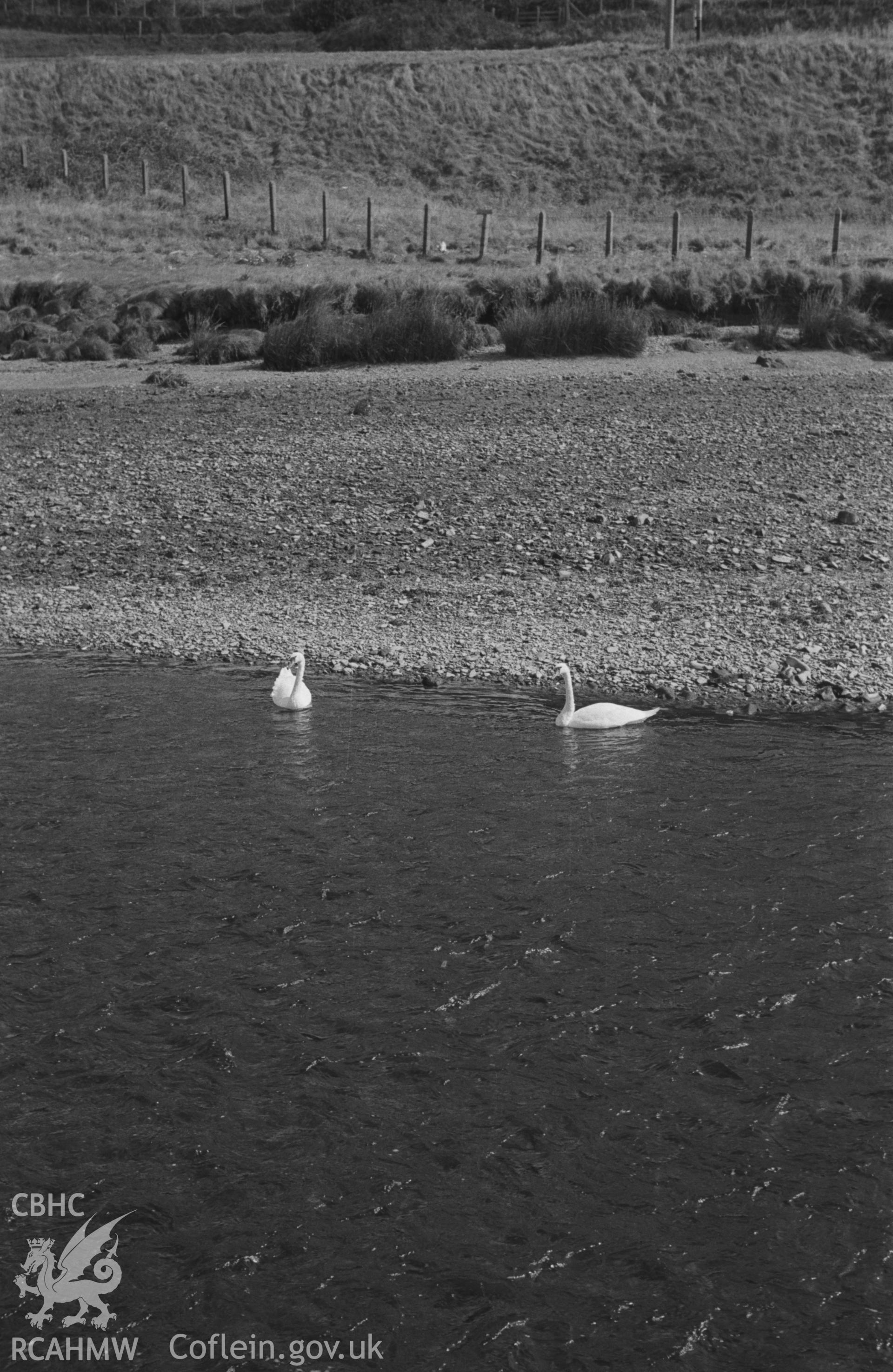 Digital copy of a black and white negative showing mute swans on the Ystwyth river just above the Isolation Flats at Tanybwlch, Aberystwyth. Photographed by Arthur O. Chater in September 1964 from Grid Reference SN 5800 8057, looking east.