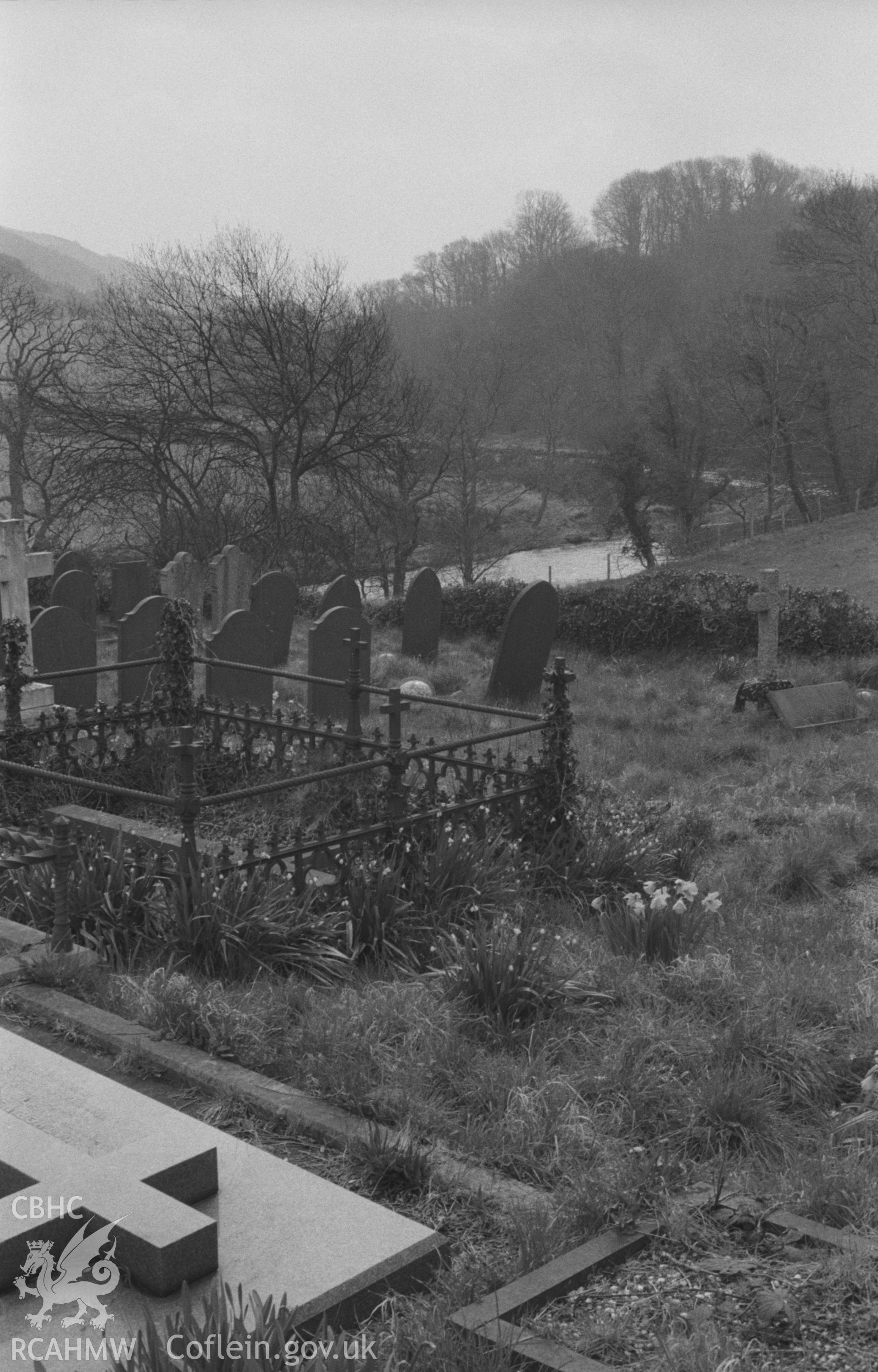 Black and White photograph showing leucojum aestivum (summer snowflake) in graveyard at Llanchaiarn. Photographed by Arthur Chater in April 1962 from Grid Reference SN 585 786, looking east.