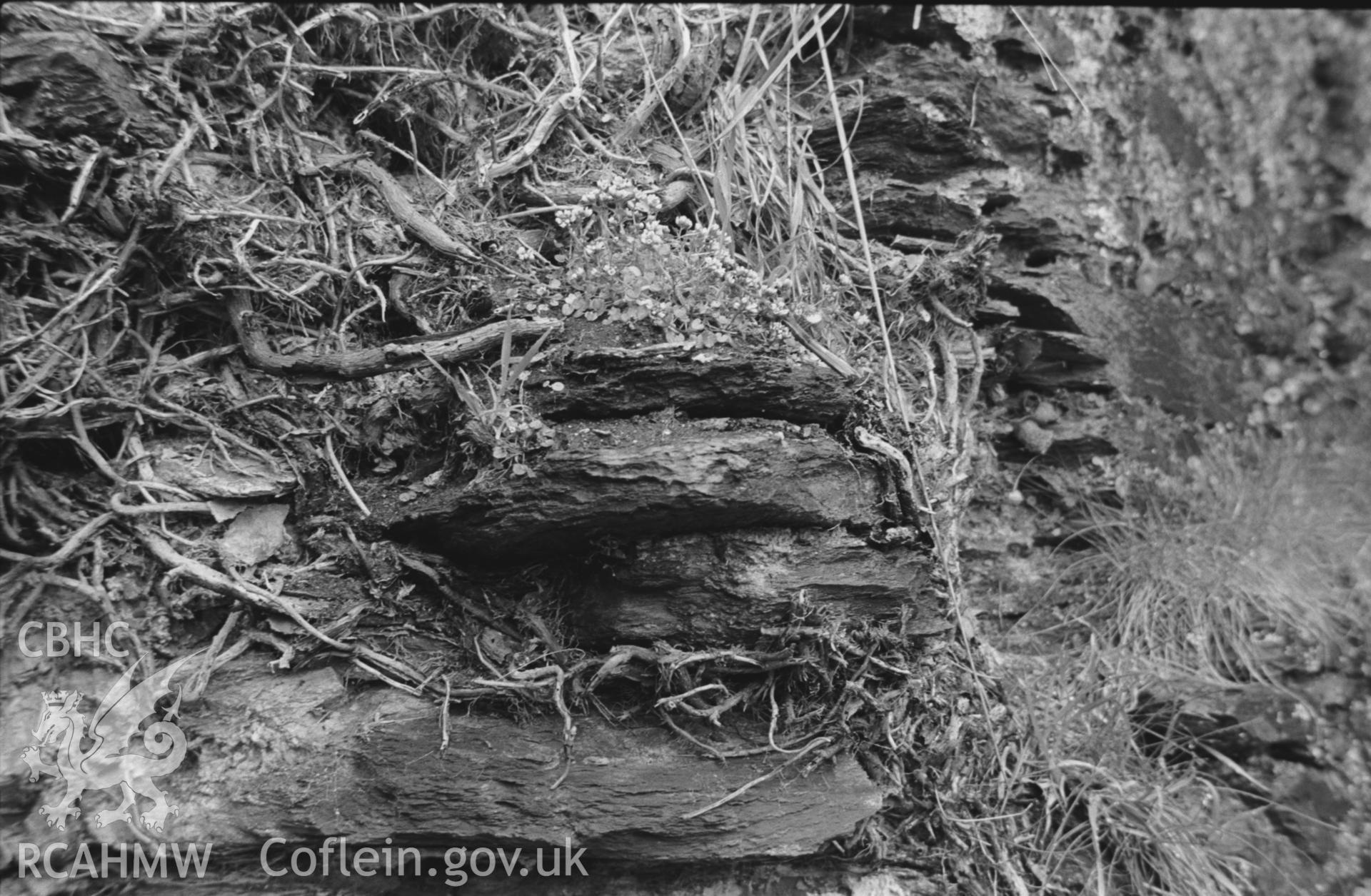 Black and White photograph showing cochlearia danica on the castle ruins at Newcastle Emlyn, on the east facing walls, in flower. Photographed by Arthur Chater in April 1962 from Grid Reference SN 311 407.