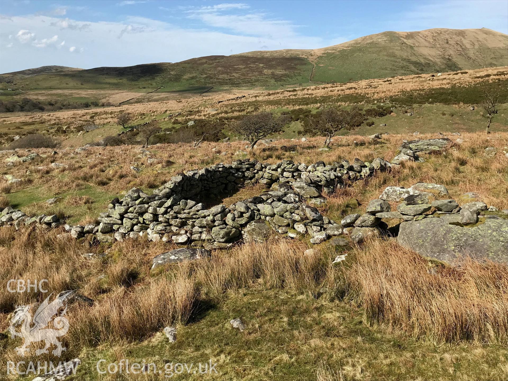 Colour photograph of a large drystone enclosure containing at least two small sheepfolds approximately 140 meters west of the Pen Cwm Llafar sheepfold (SH 646 654), taken by Paul R. Davis 18/4/2018.