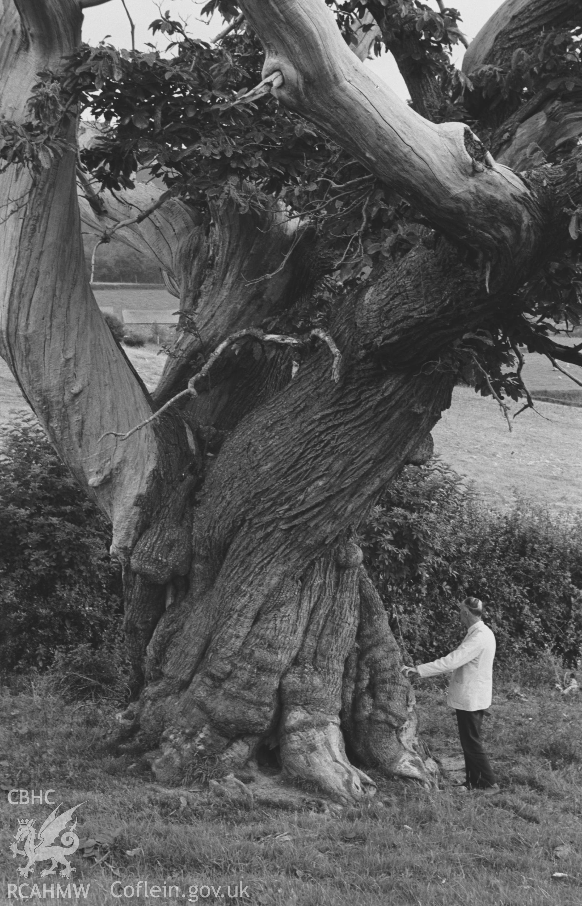 Digital copy of black & white negative showing man next to sweet chestnut tree 200m west of Dol-gwibedyn, Llanafan. Trunk measured 26ft in circumference. Photograph by Arthur O. Chater, 25th August 1967, looking south east from Grid Ref SN 681 716.