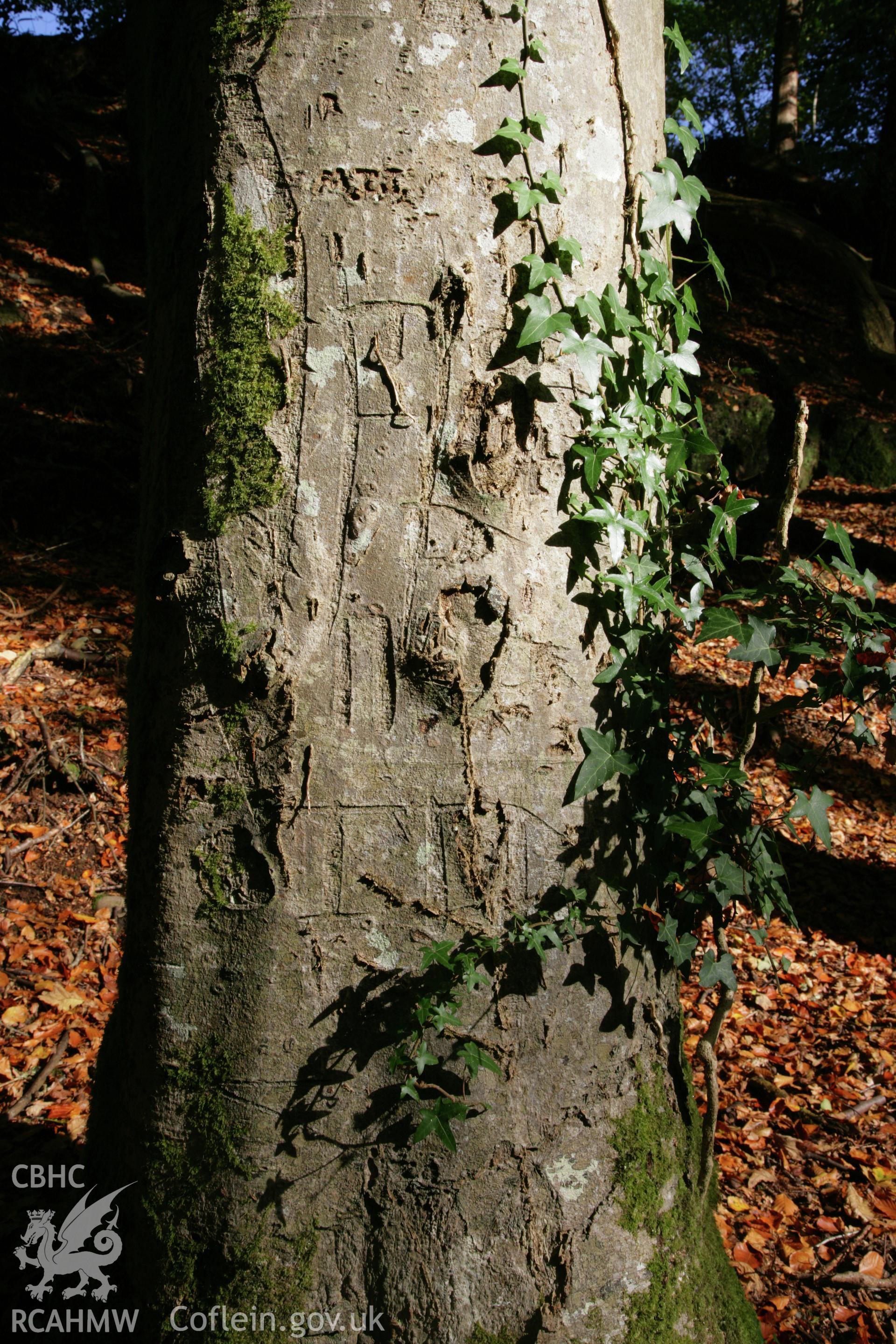 Investigator?s photographic survey of Henllan Falls carved tree graffiti.