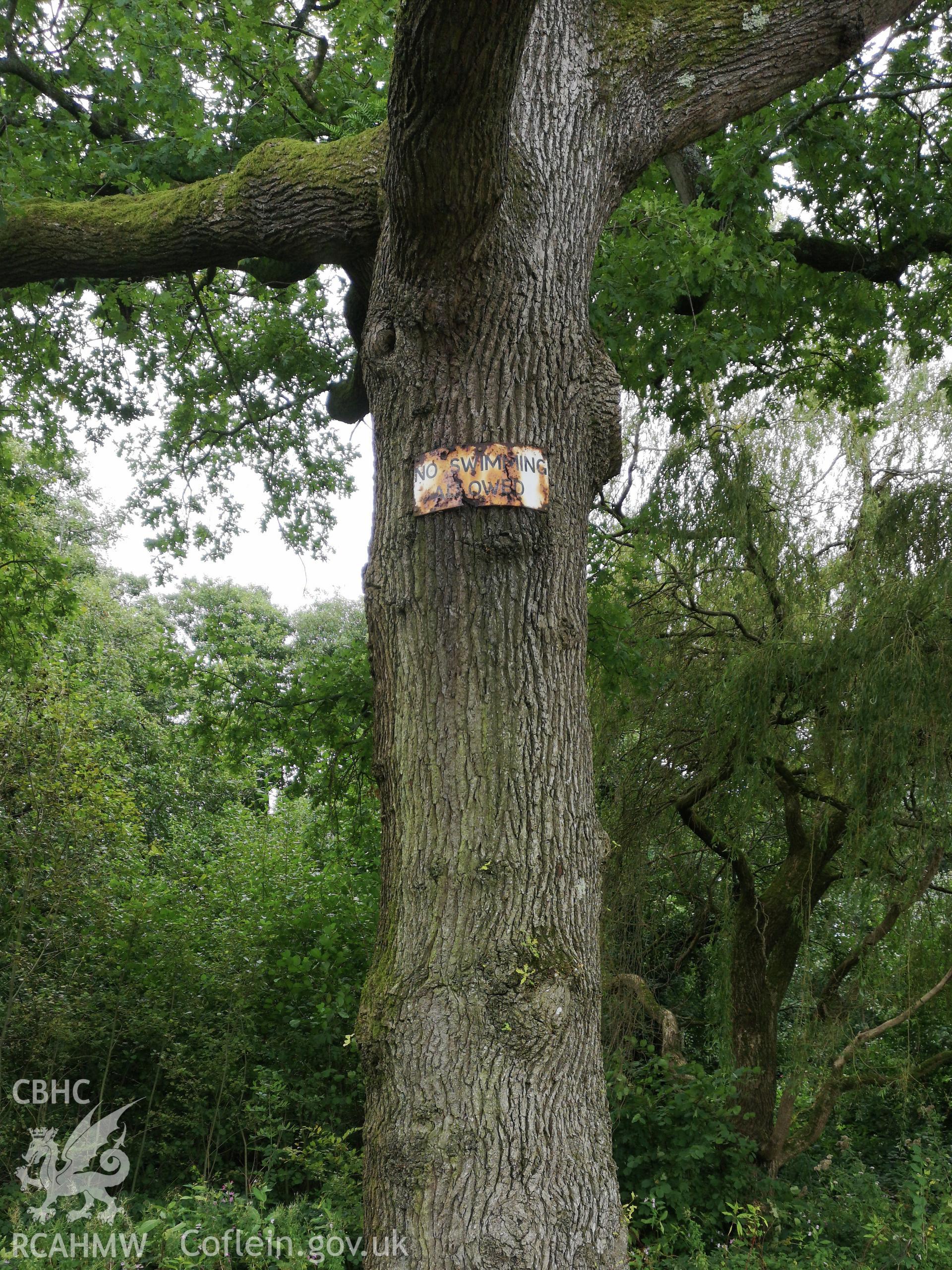 Tree with a 'NO SWIMMING ALLOWED' sign on its trunk, at Cwmbran Park, photographed by Susan Fielding of RCAHMW on 12 September 2019.