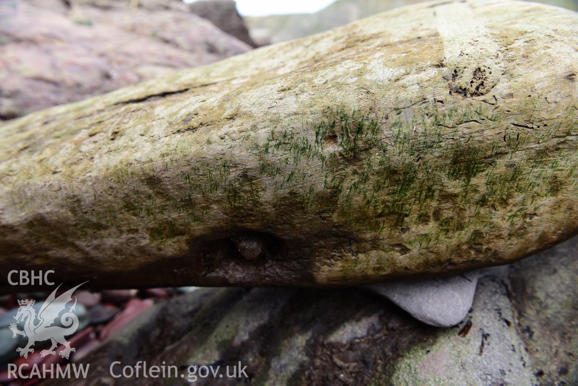 Close up shot of wood from the wreck Taken by Toby Driver. Produced with EU funds through the Ireland Wales Co-operation Programme 2014-2023. All material made freely available through the Open Government Licence.