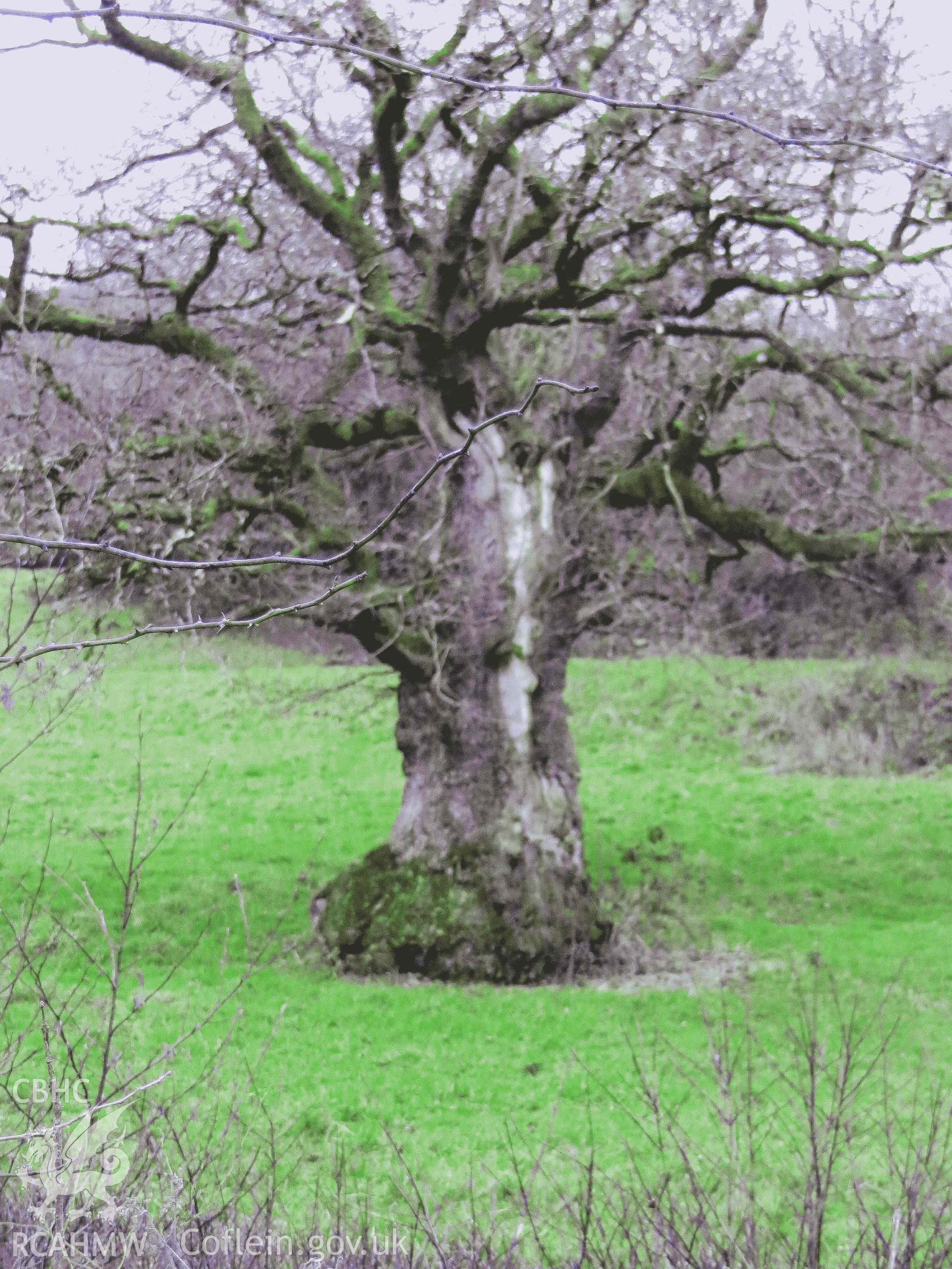 Colour photograph showing Pencoed pollarded oak tree, Felindre, seen from the roadside, looking west. Taken in December 2021.