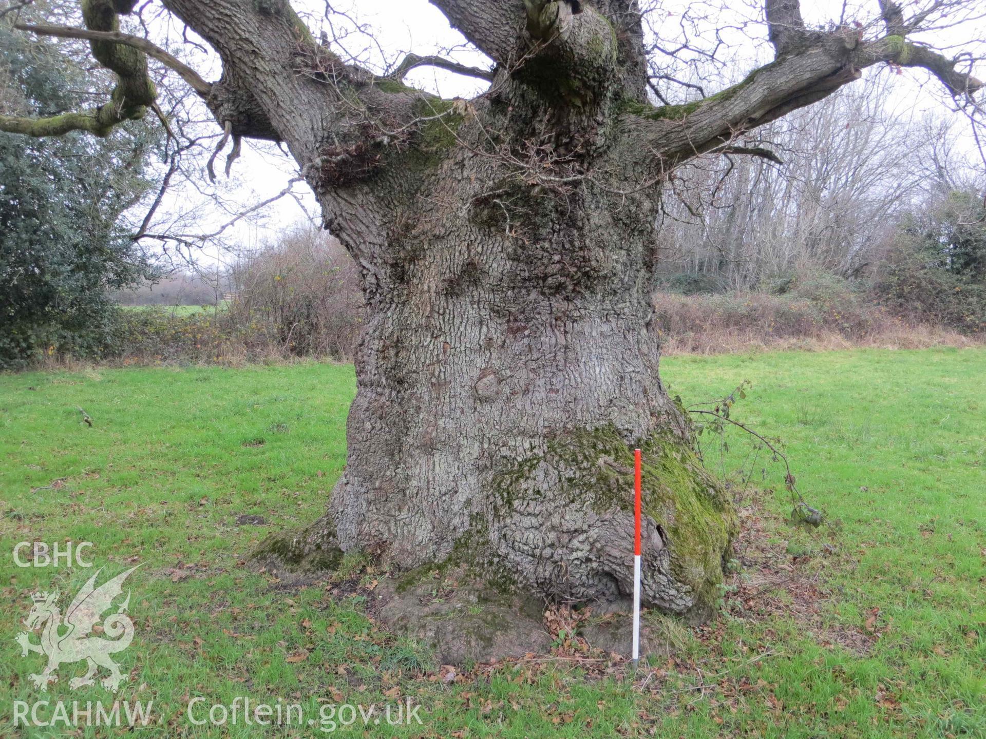 Colour photograph showing Pencoed pollarded oak tree, Felindre, seen close up, looking north; 1m scale. Taken in December 2021.