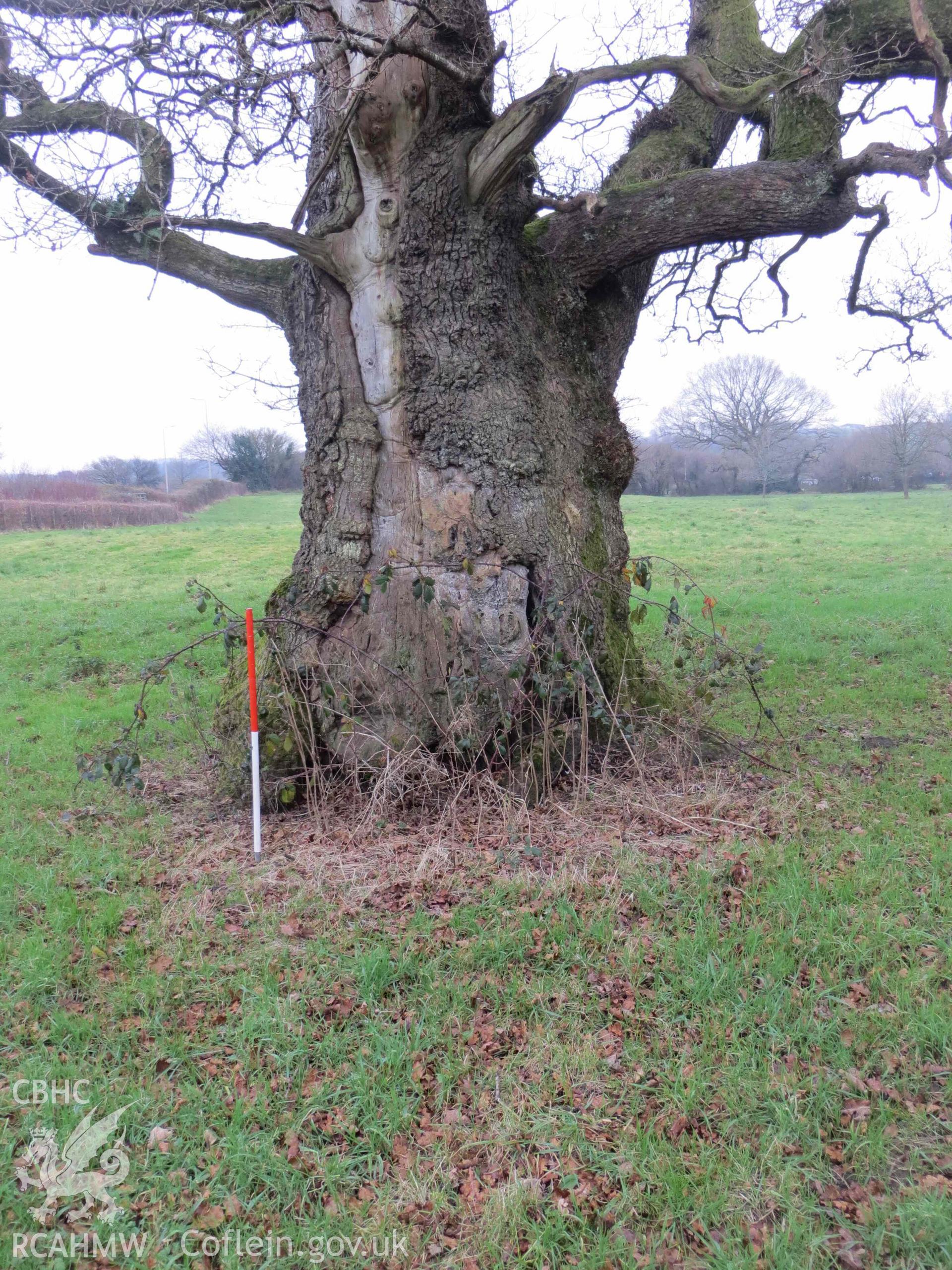 Colour photograph showing Pencoed pollarded oak tree, Felindre, seen close up, looking south; 1m scale. Taken in December 2021.