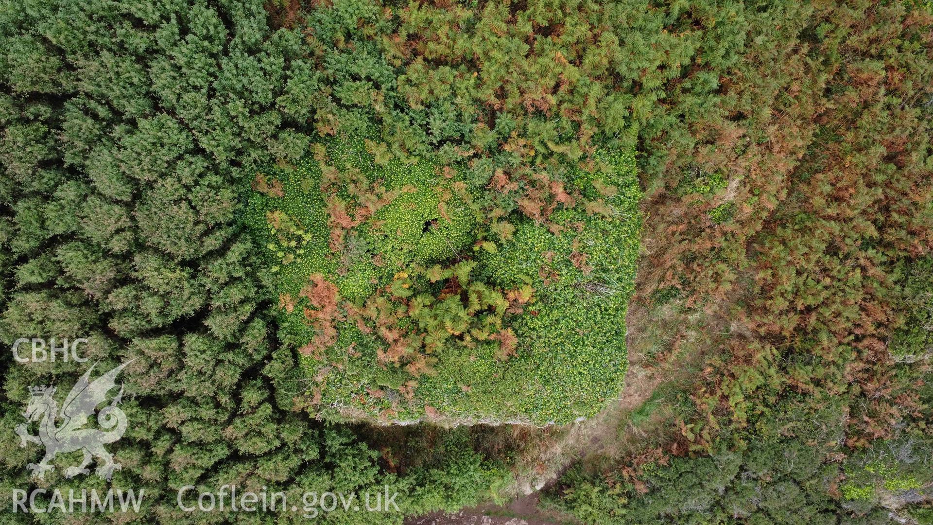 Caer Bwdy Lime Kiln, overhead view, illustrating the extent of plant/tree growth obscuring the kiln crucible. North is to the top of the image.