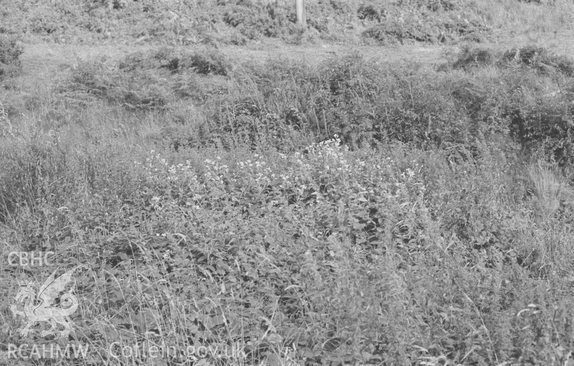 Digital copy of a black and white negative showing Polygonum campanulatum growing between the road and the stream in Llanafan village. Photographed by Arthur Chater on 17 August 1968. Looking south from Grid Reference SN 692 729.