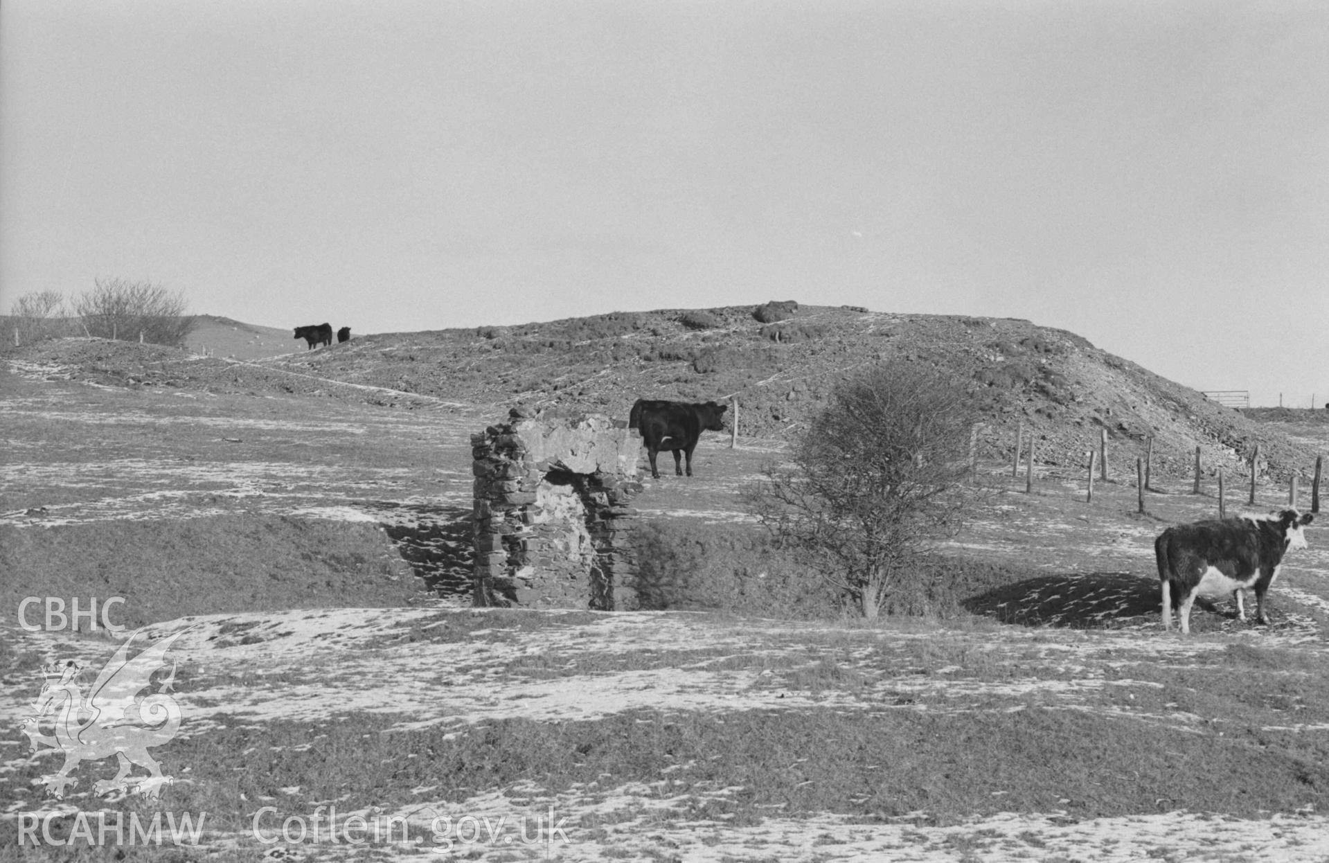 Digital copy of a black and white negative showing Burnett's engine-shaft (top left) with its waste tip and tramway ramp (running alon this side of base of tip). Remains of small ruin (at north west corner of small reservoir) in foreground. At Mynydd-Gorddu mine [with cows]. Photographed by Arthur Chater on 29 December 1968. Looking north east from Grid Reference SN 6673 8610.