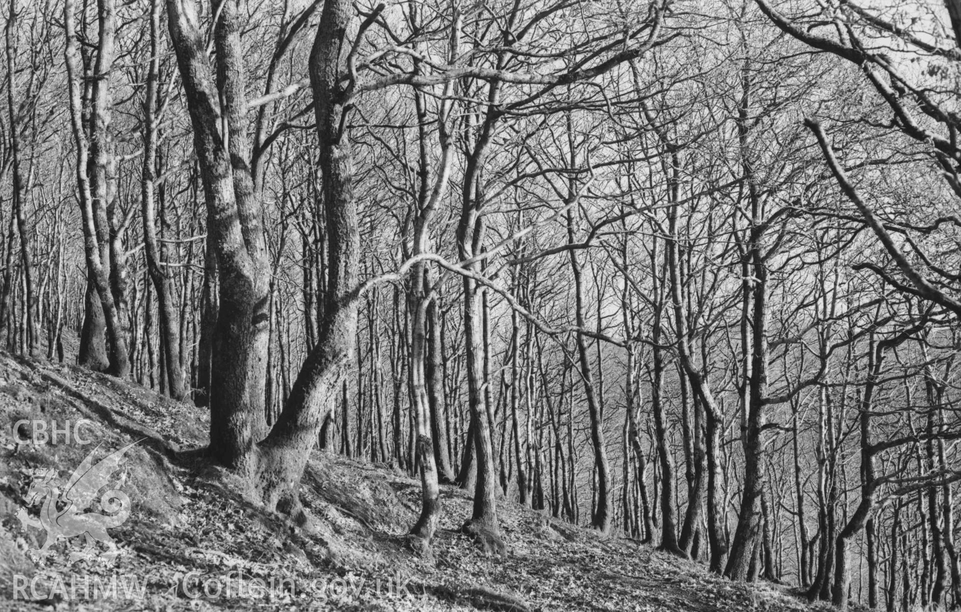 Digital copy of a black and white negative showing Coed Troed-y-Rhiw looking through the oak trees from the lane above Troed-y-Rhiw. Photographed by Arthur Chater on 5 January 1969. Looking east from Grid Reference SN 6835 8180.