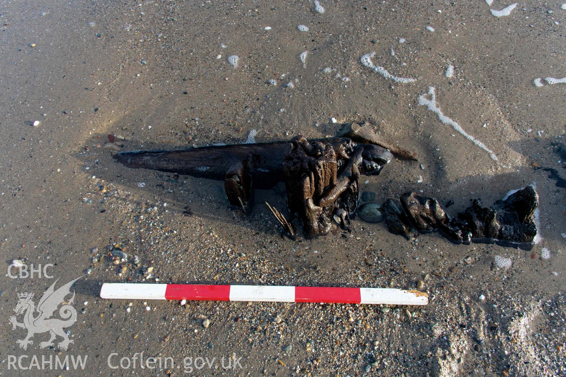 Detail of tree nail on south side of vessel (with scale).