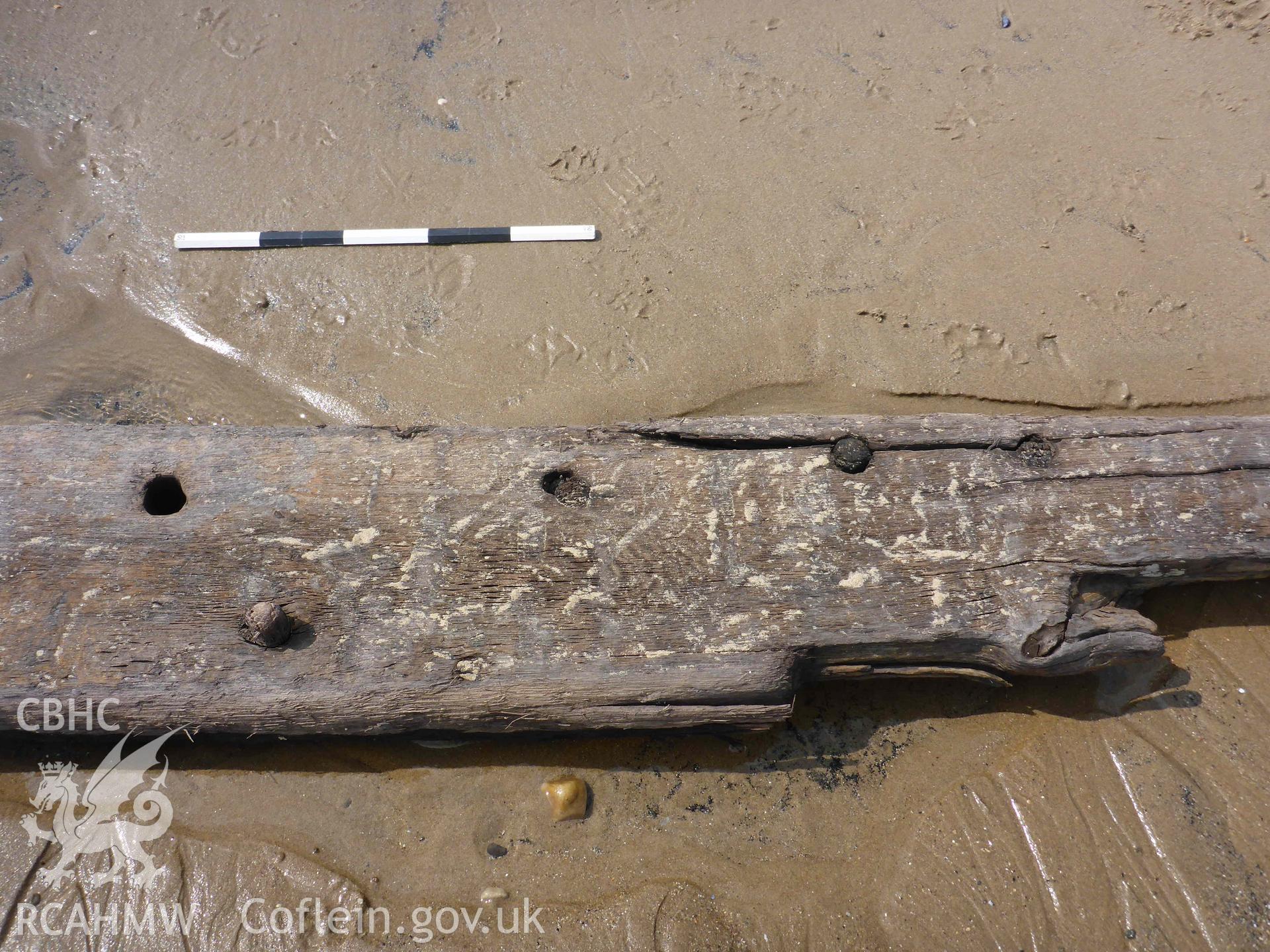 Detail of treenail fastenings on stray ship's timber, located in the general area of NPRN 240826 on 19/04/2023. Scale is 50cm.