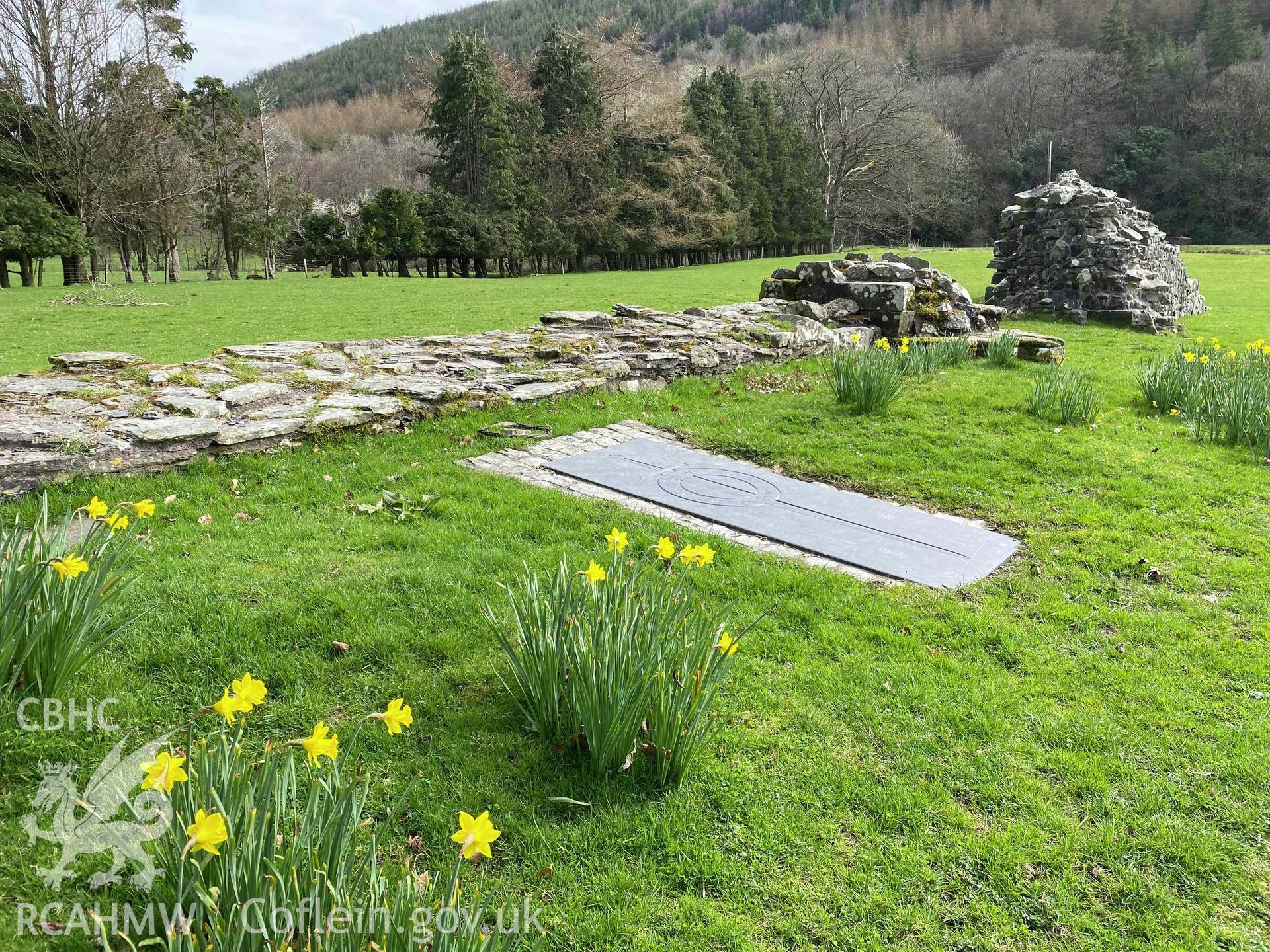 Digital photograph showing daffodils at remains of Abbey Cwmhir. Produced by Paul Davis in 2020