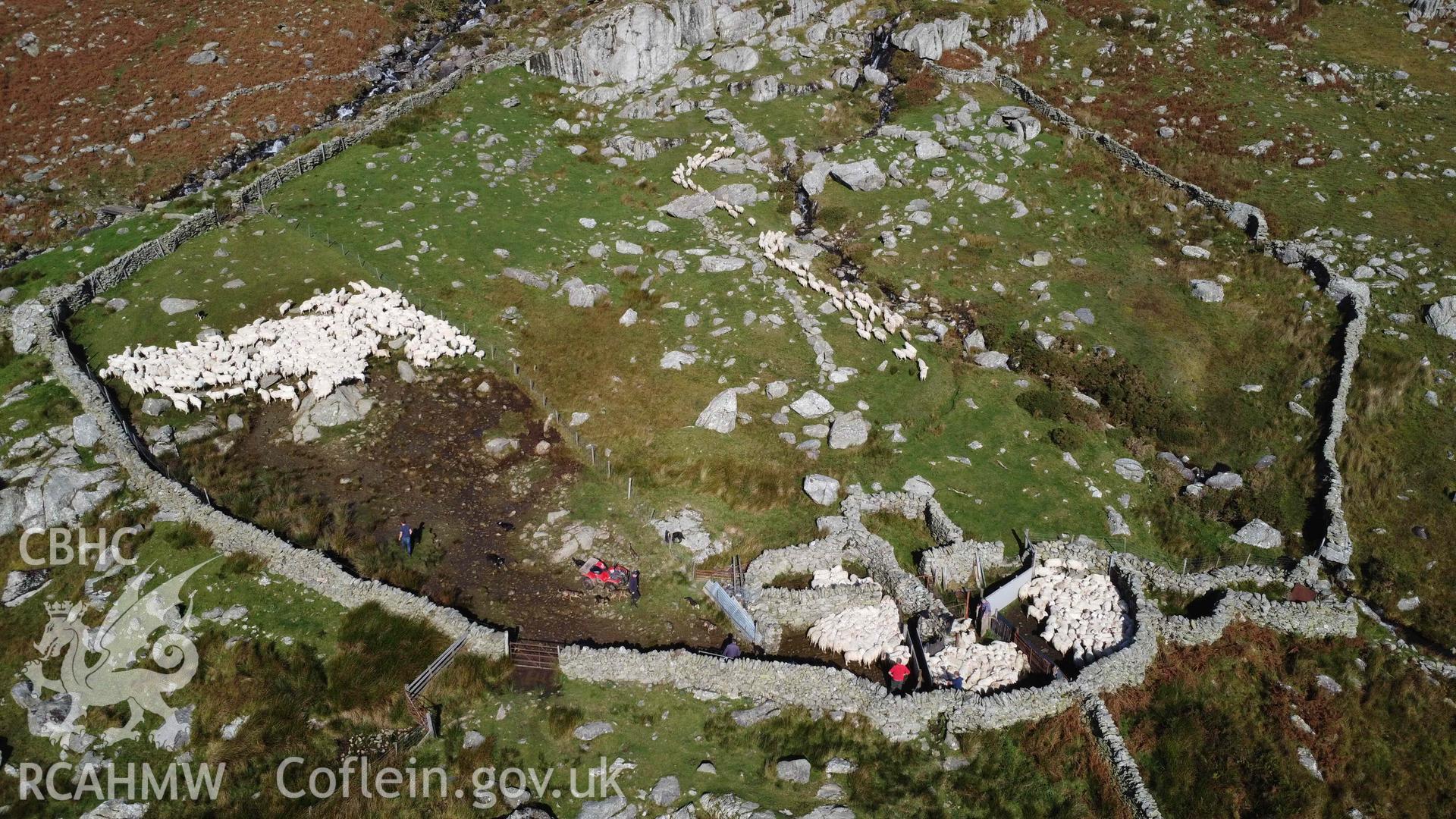 Digital photograph showing sheep fold at Bodesi, Dyffryn Ogwen in active use. Taken on 12 October 2023 by John Rowlands.