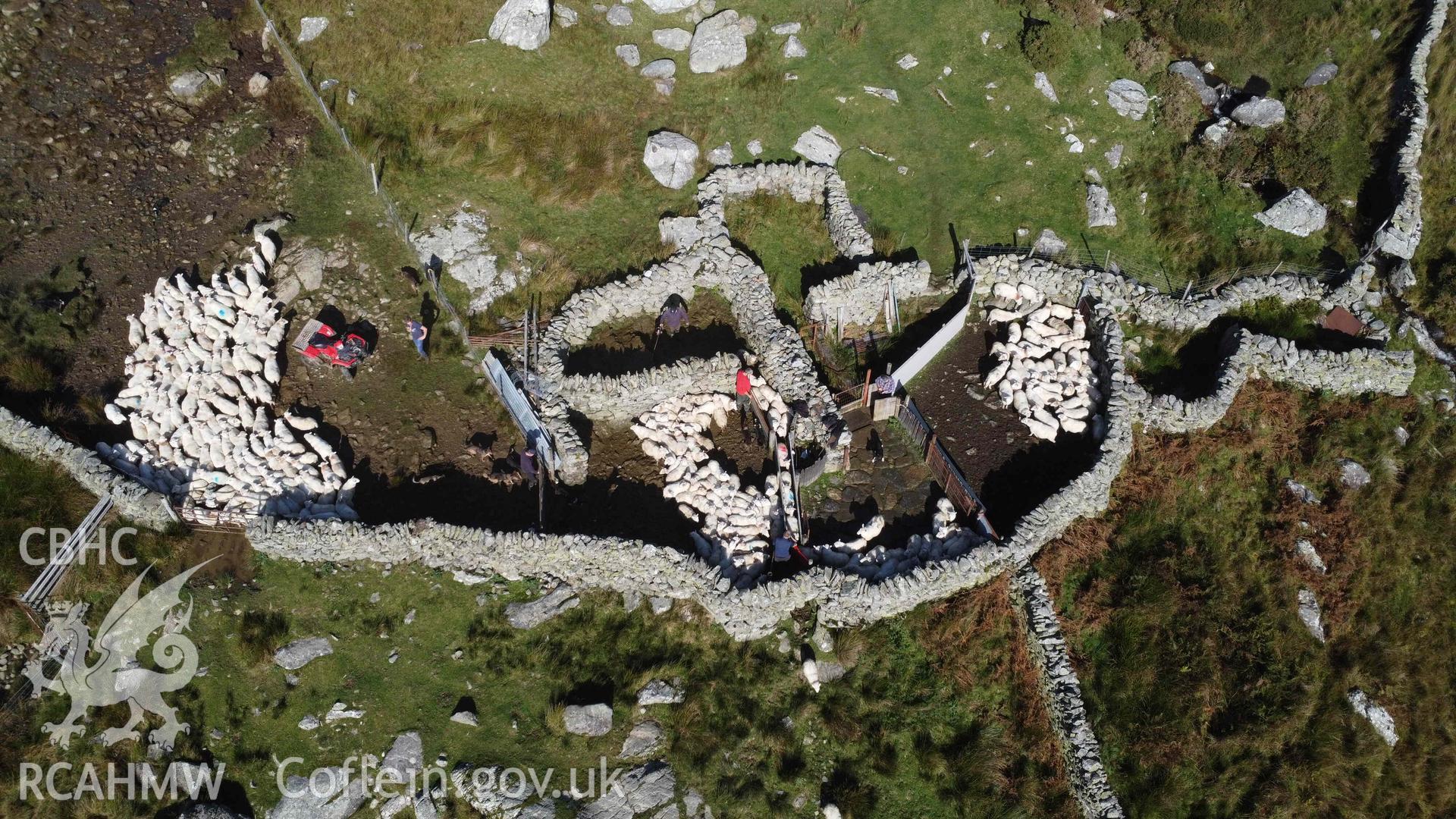 Digital photograph showing sheep fold at Bodesi, Dyffryn Ogwen in active use. Taken on 12 October 2023 by John Rowlands.